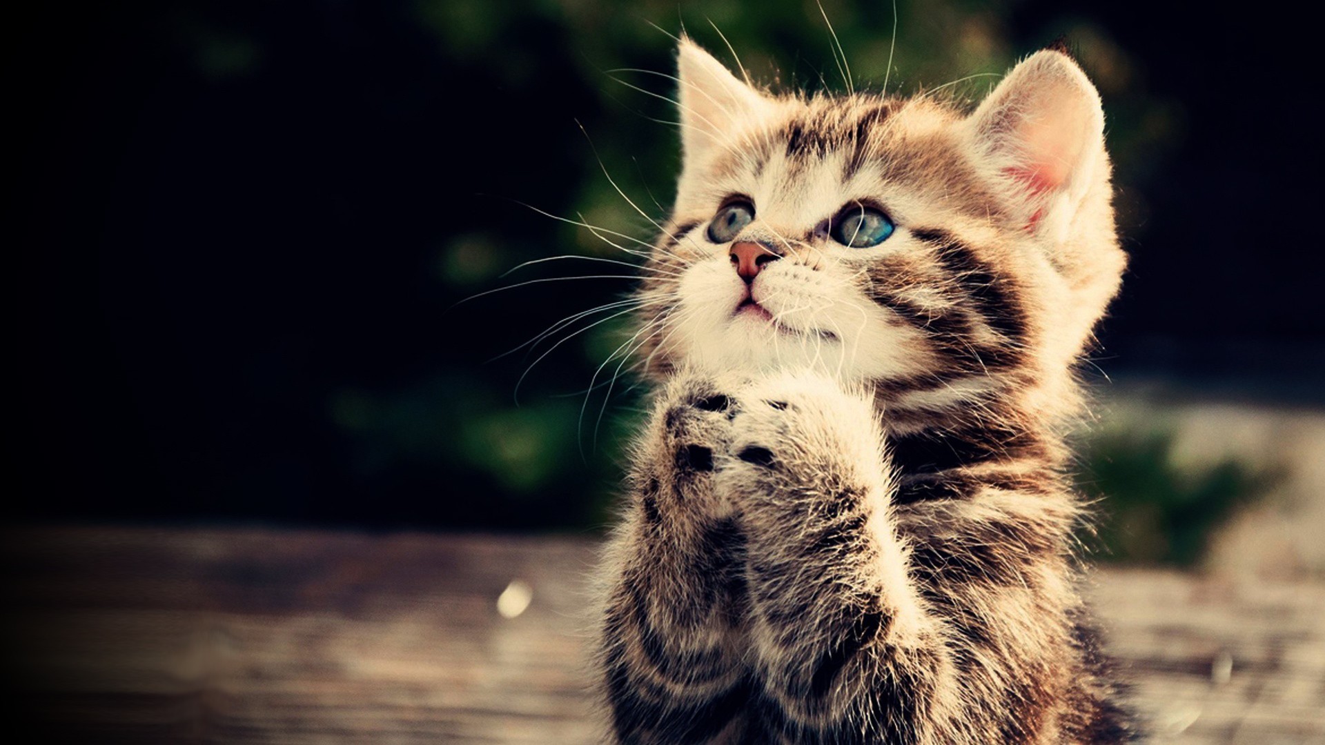 Gattino, Gatto tigrato, Zampe giunte, Occhi azzurri, Tenero, Full HD 1080p, sfondo desktop