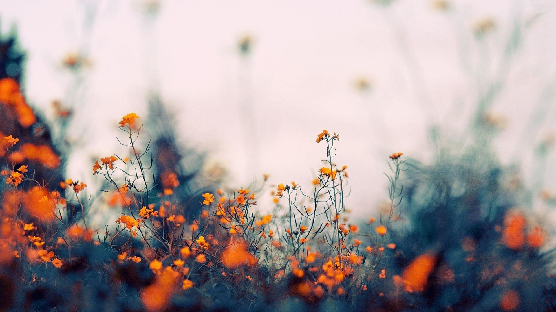Fiori arancioni, Prato, Bokeh, immagine di sfondo Mac