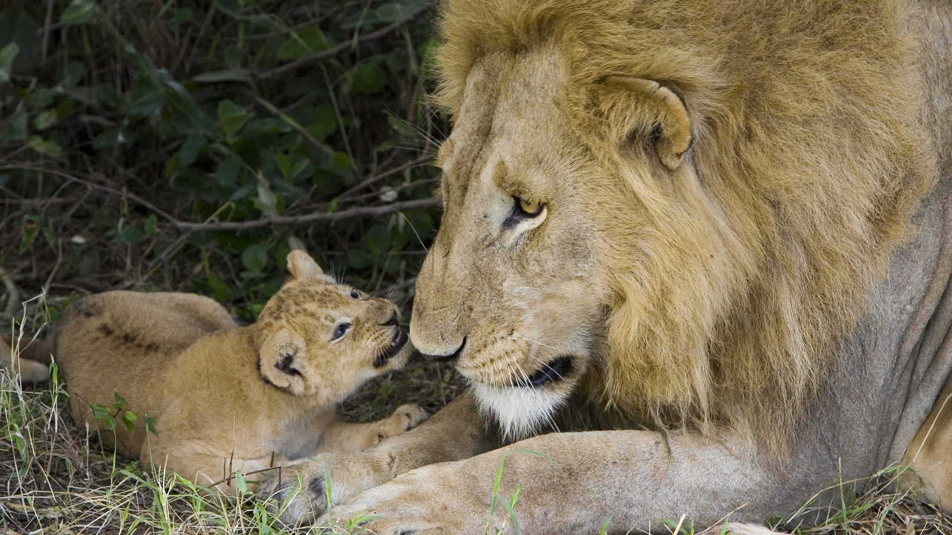 Leone, Cucciolo, Padre e figlio, Tenerezza, Full HD, wallpaper per computer