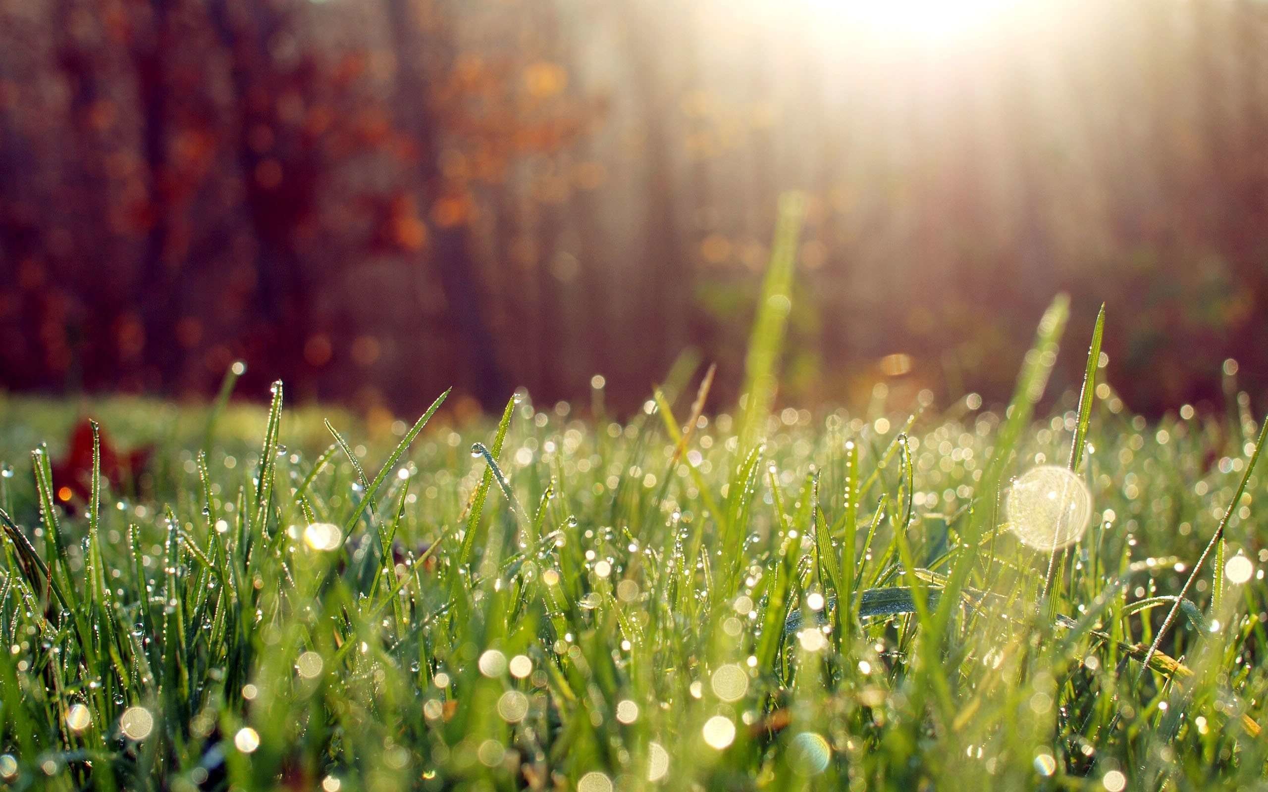 Erba, Gocce di rugiada, Luce solare, Bosco, 2560x1600, wallpaper desktop