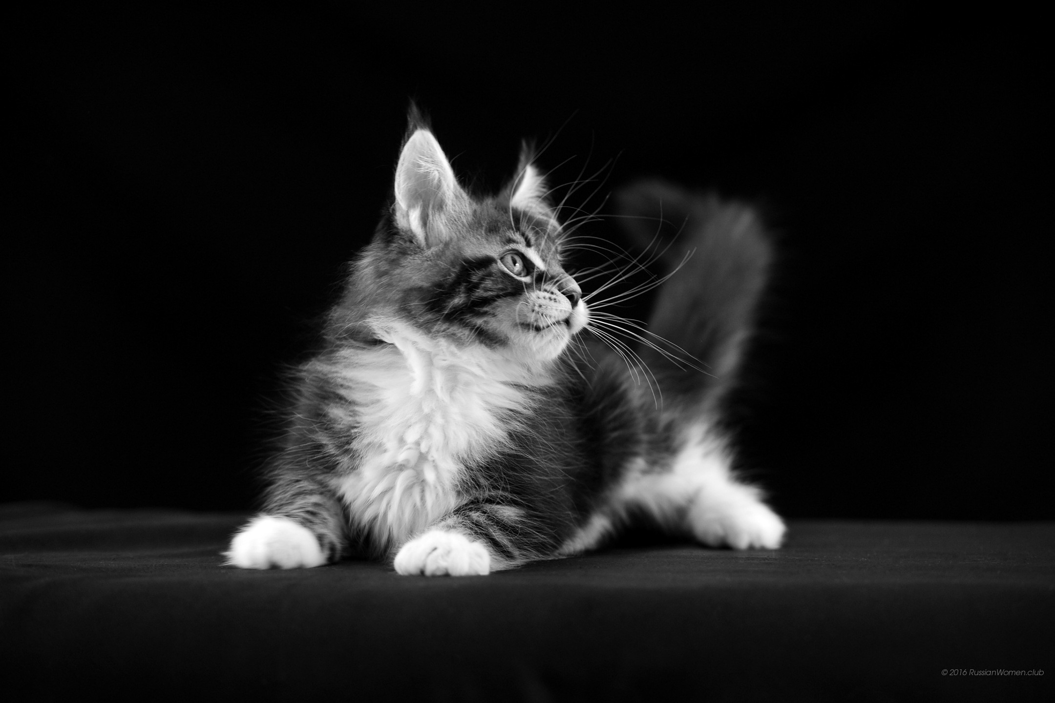 Gattino, Gatto, Bianco e nero, Sfondo nero, wallpaper per tablet