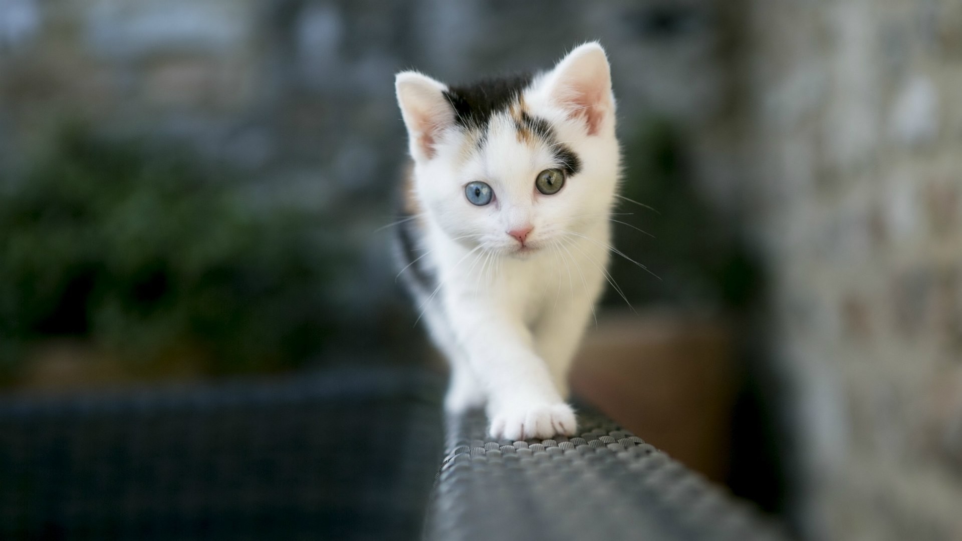 Gattino, Bianco, Occhi azzurri, Muro, Full HD, sfondo per PC