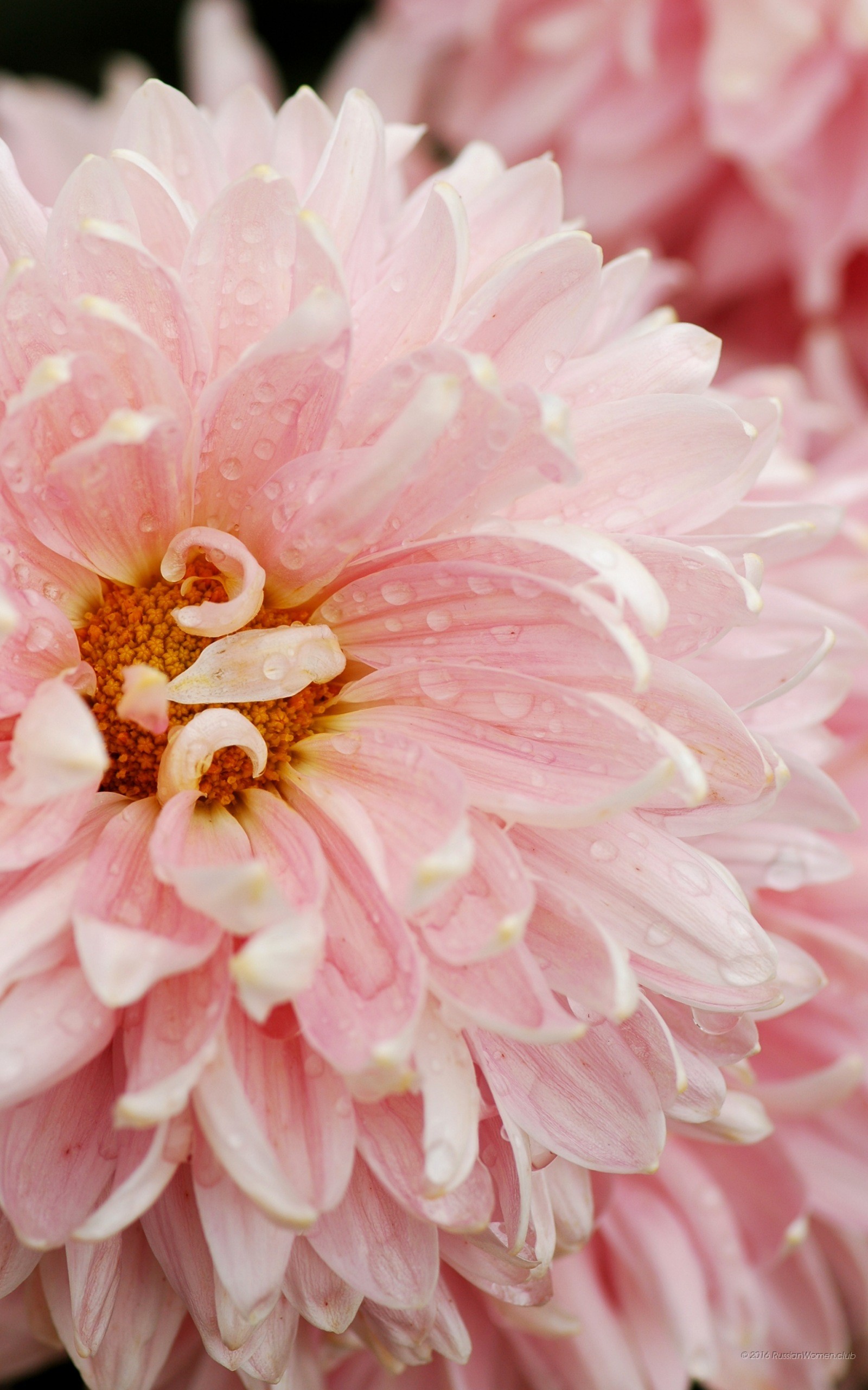 Crisantemo rosa, Fiore, Macro, QHD+, sfondo per smartphone