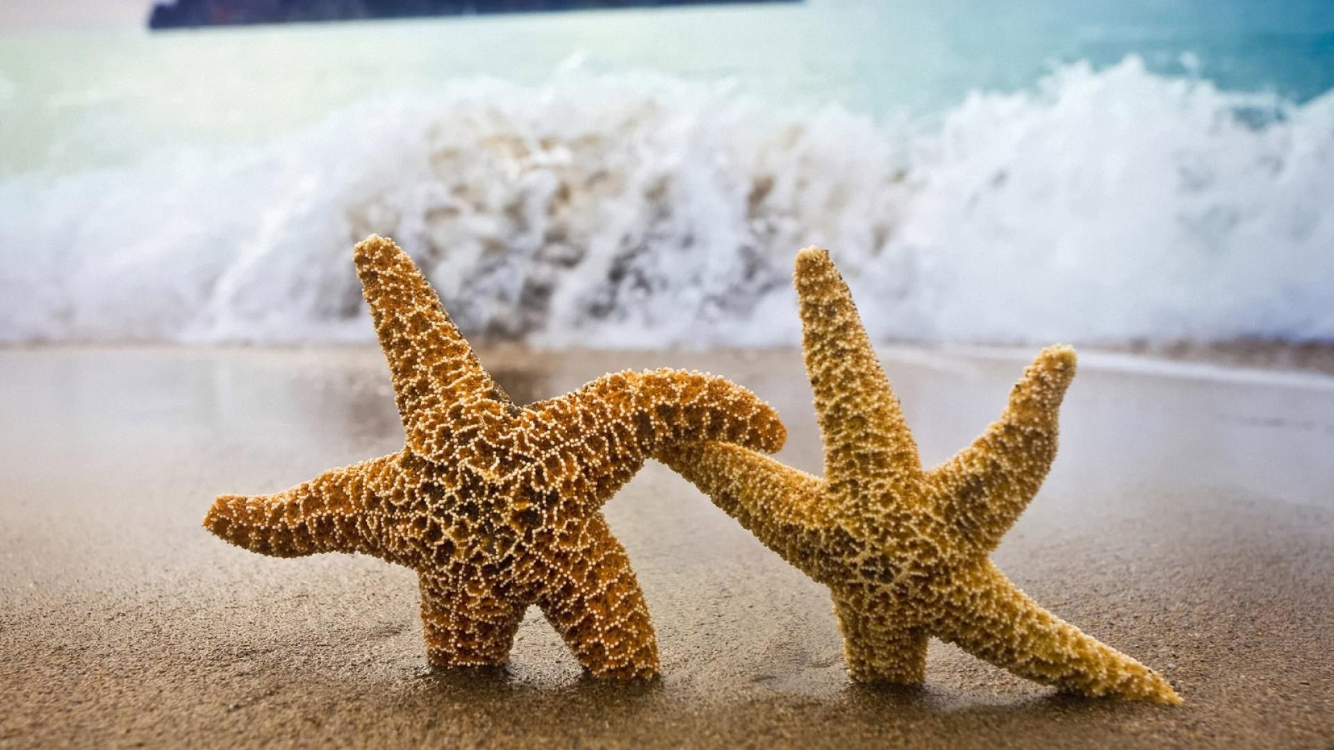 Stelle marine, Spiaggia, Onde, Coppia, Full HD, sfondo desktop