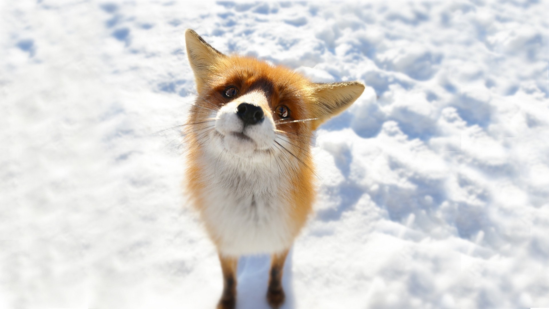 Volpe rossa, Neve, Curiosità, Full HD, sfondo per PC