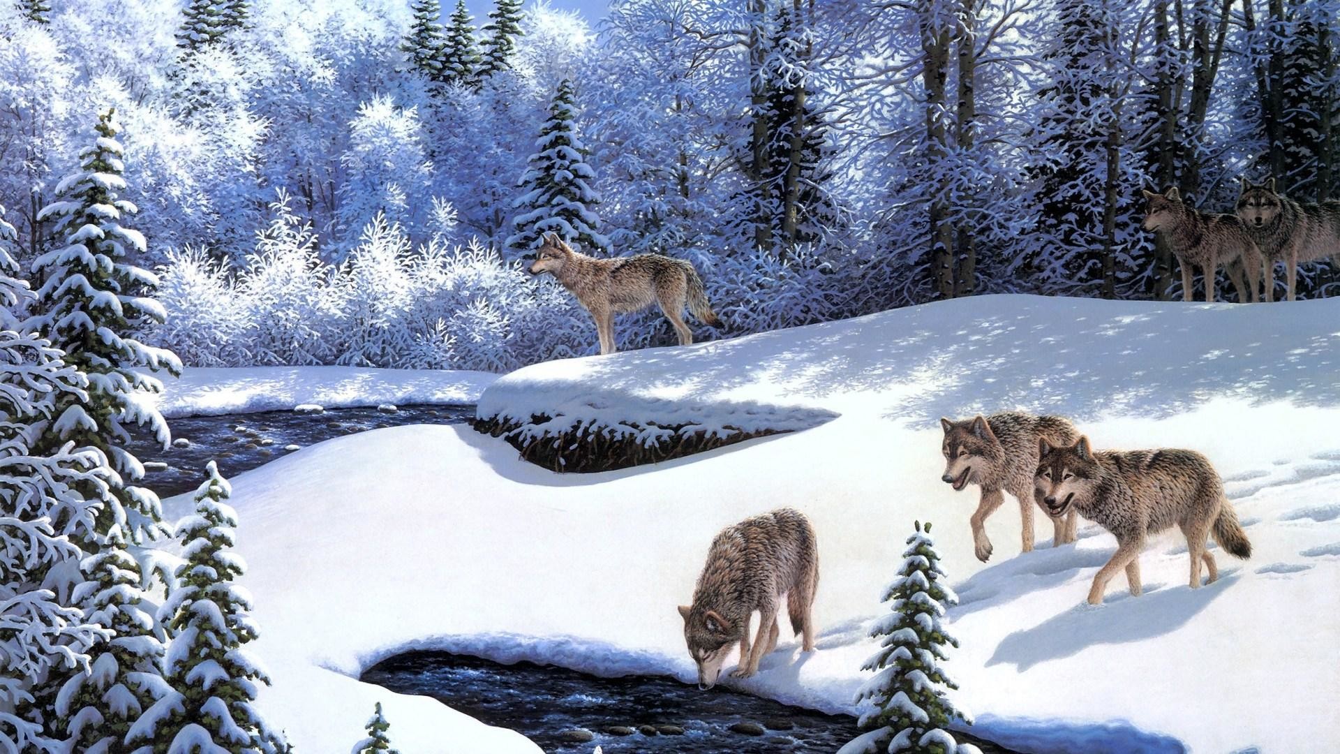 Lupi, Bosco innevato, Ruscello, Inverno, sfondo per il tuo desktop