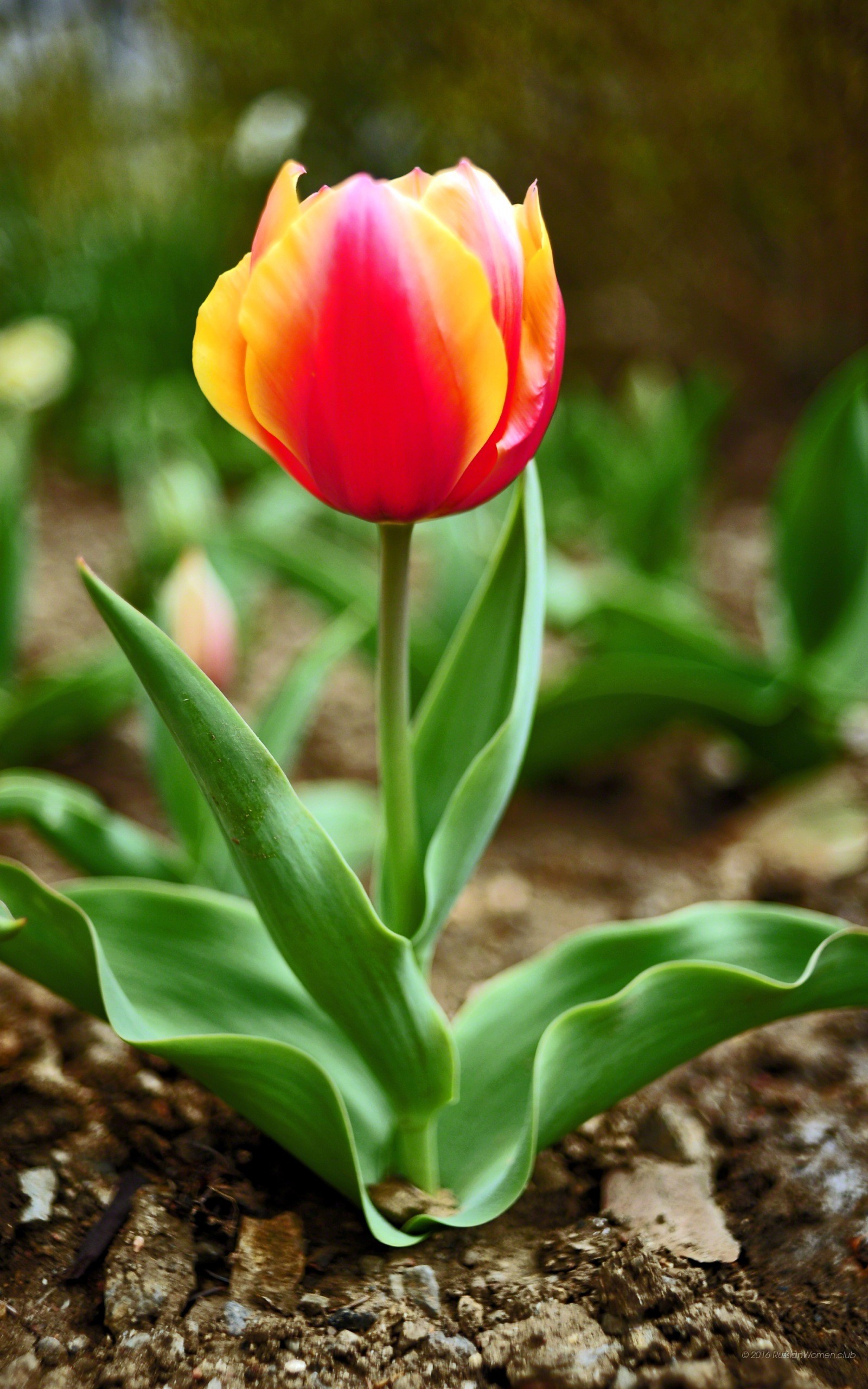 Tulipano, Fiore, Primavera, sfondo per il tuo cellulare