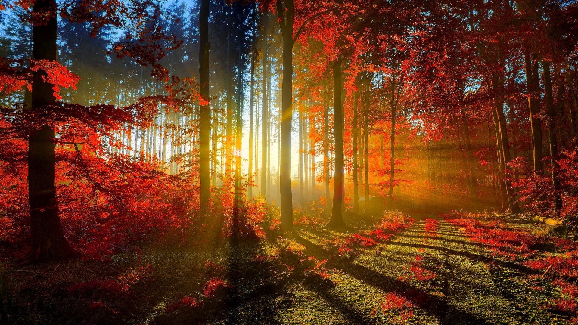 Foresta, Autunno, Raggi di sole, Foglie rosse, 1920x1080, sfondo per PC