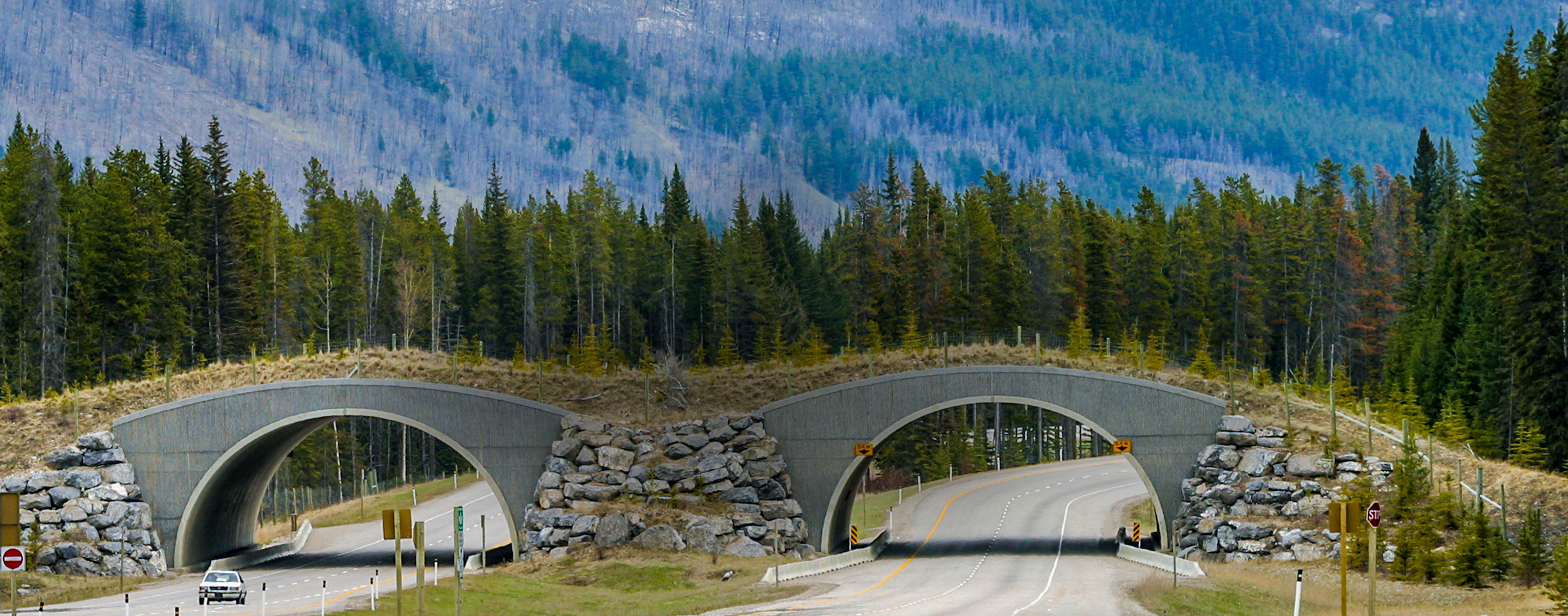Parco nazionale di Banff, Ponte faunistico, Strada, Foresta, sfondo Mac 2K