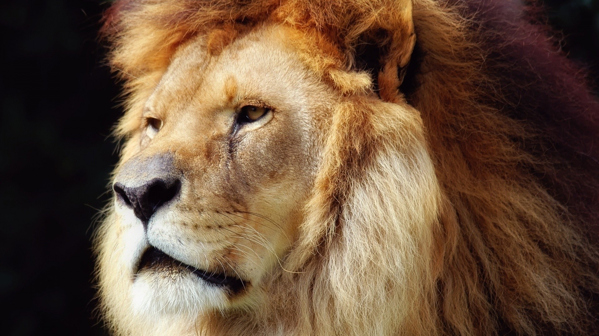 Leone, Criniera, Primo piano, Sfondo scuro, Full HD, wallpaper per computer