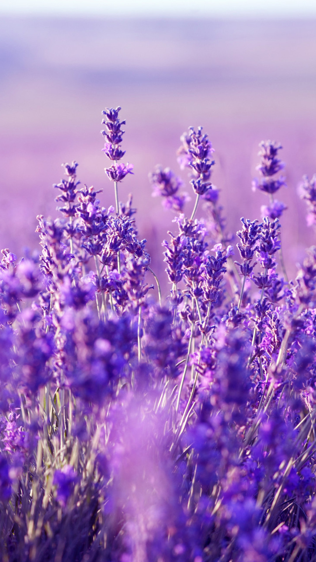 Lavanda, Campo di lavanda, Viola, sfondo per iPhone e Android