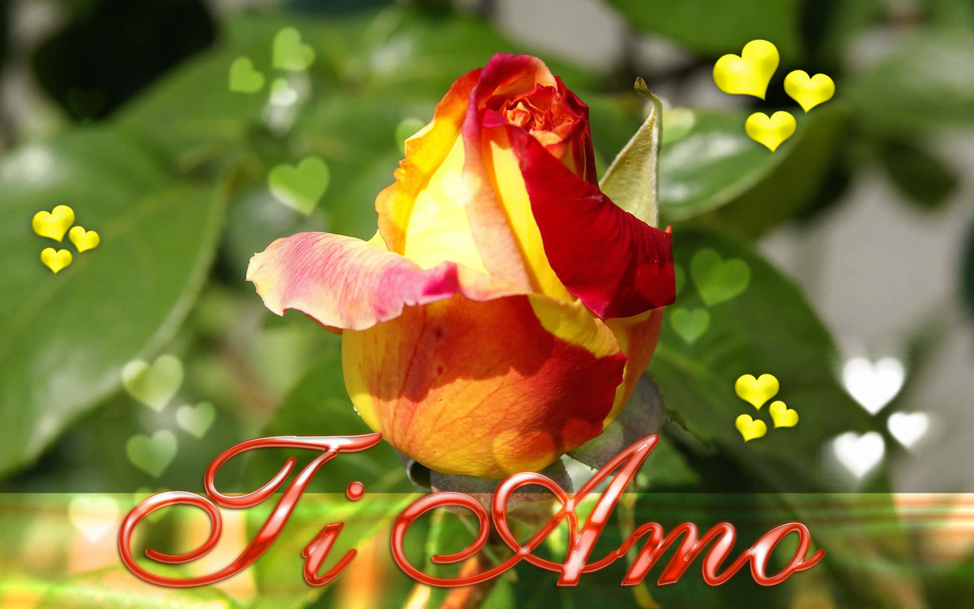 Ti Amo, Rosa, Cuori, Romantico, 16:10 Full HD, sfondo widescreen
