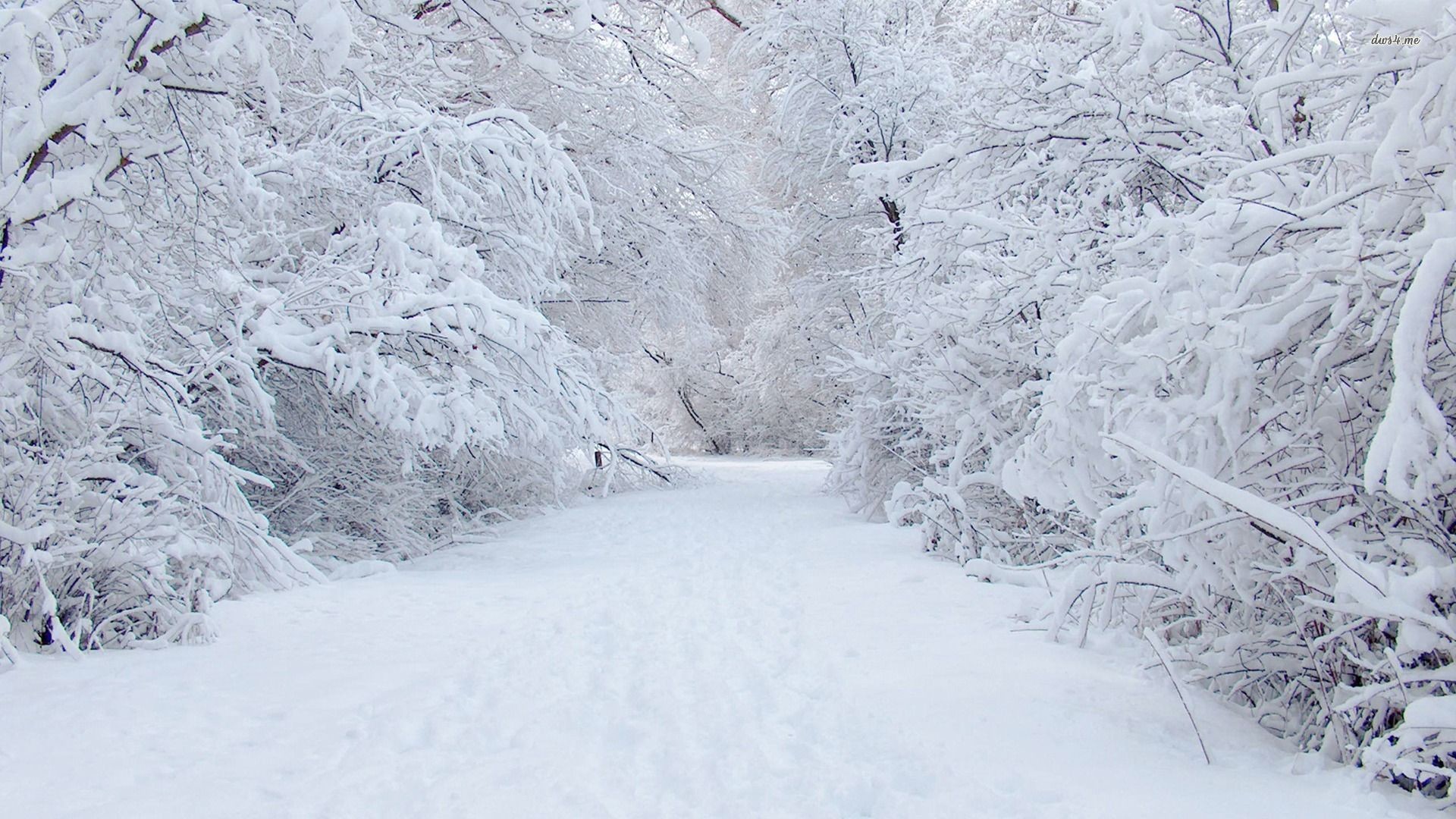 Sentiero innevato, Alberi innevati, Bosco, Bianco, 16:9 Full HD, sfondo widescreen