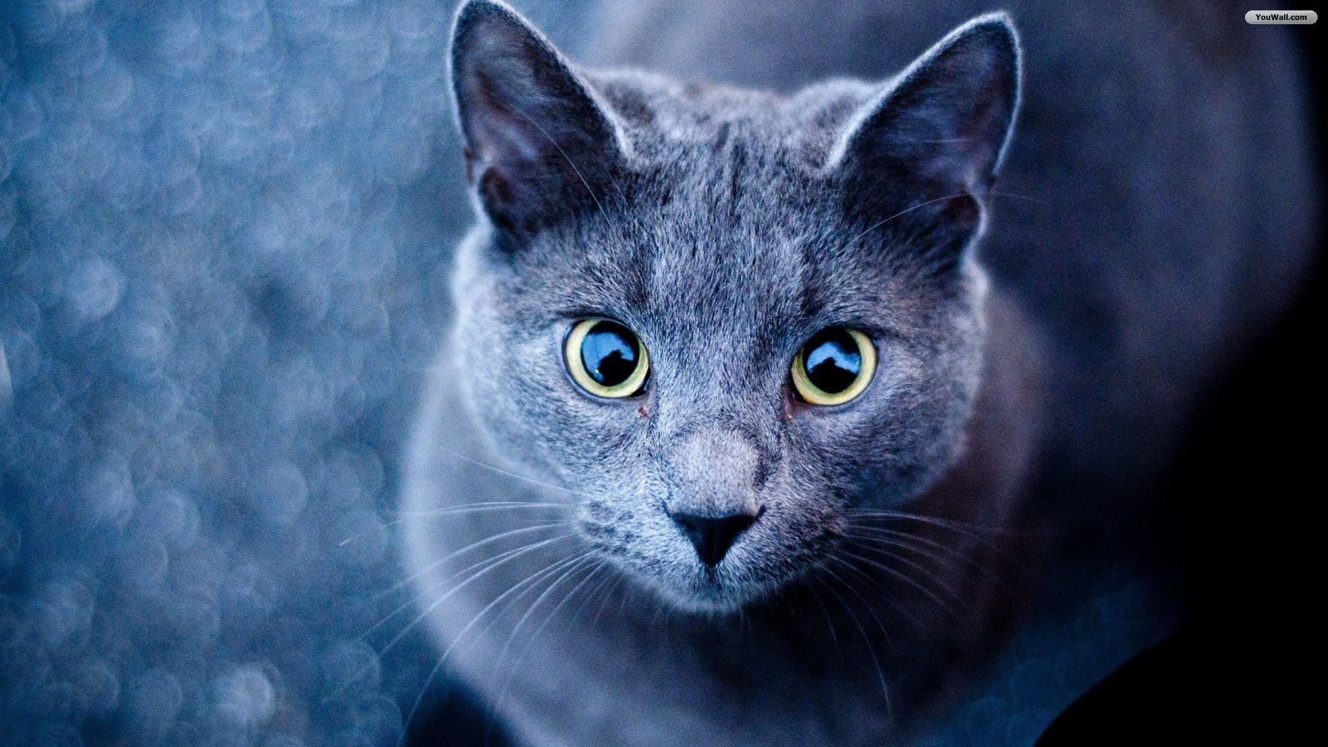 Certosino, Gatto grigio, Occhi gialli, Bokeh blu, Full HD 1080p, sfondo desktop