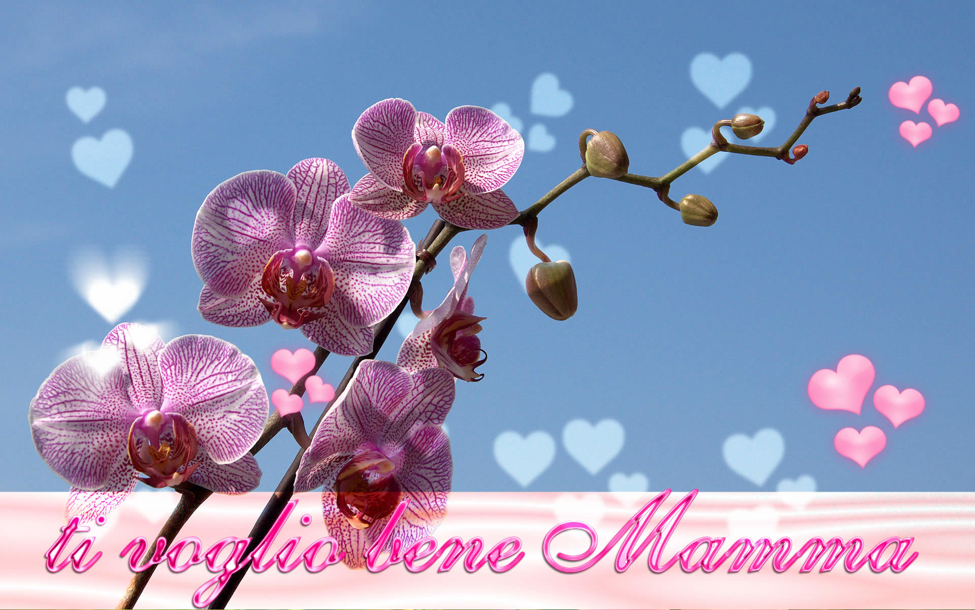 Ti voglio bene mamma, Orchidee, Cuoricini, Cielo azzurro, Full HD, sfondo Windows 11