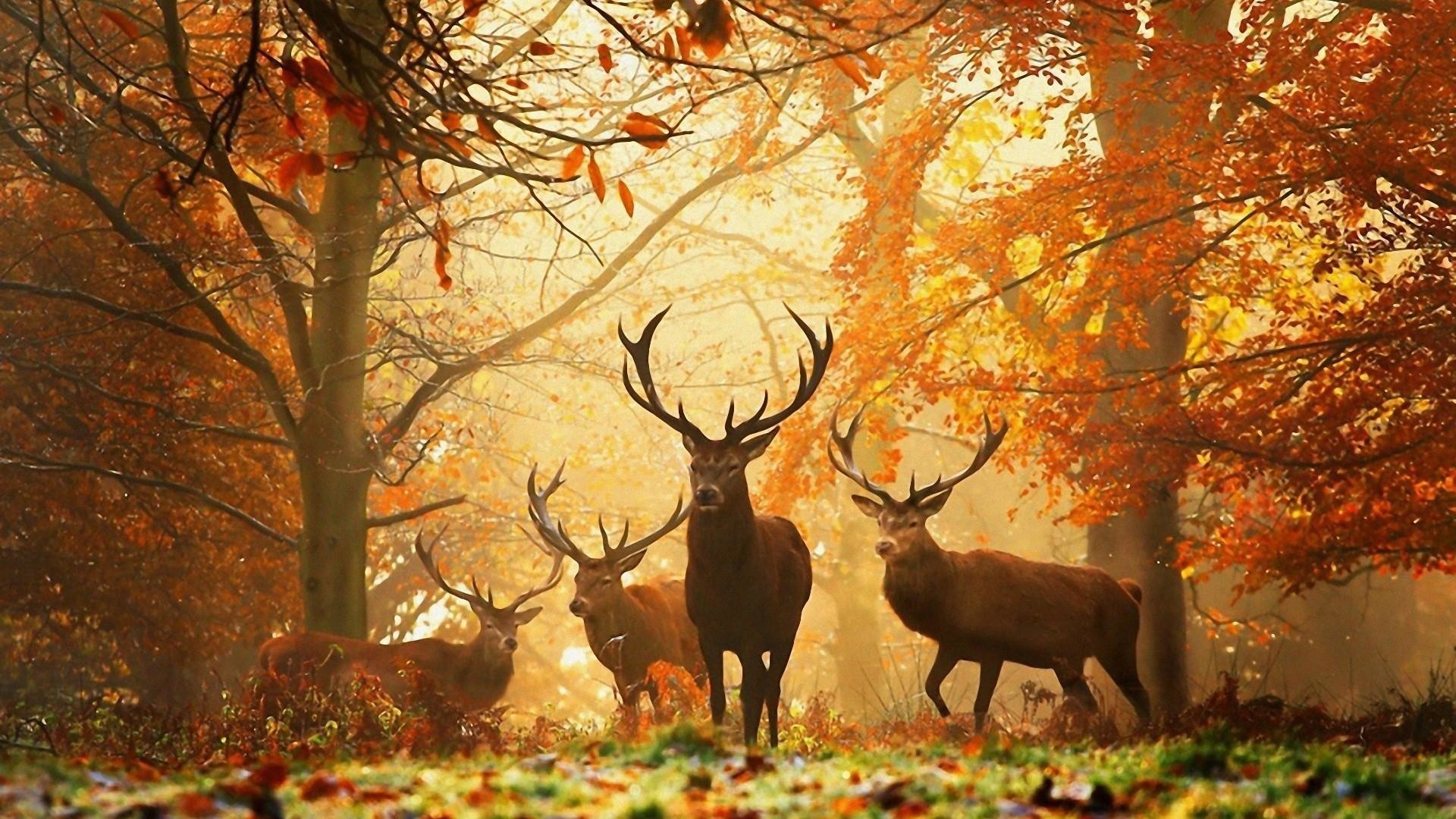 Cervi, Bosco autunnale, Luce dorata, Nebbia, sfondo Full HD per desktop