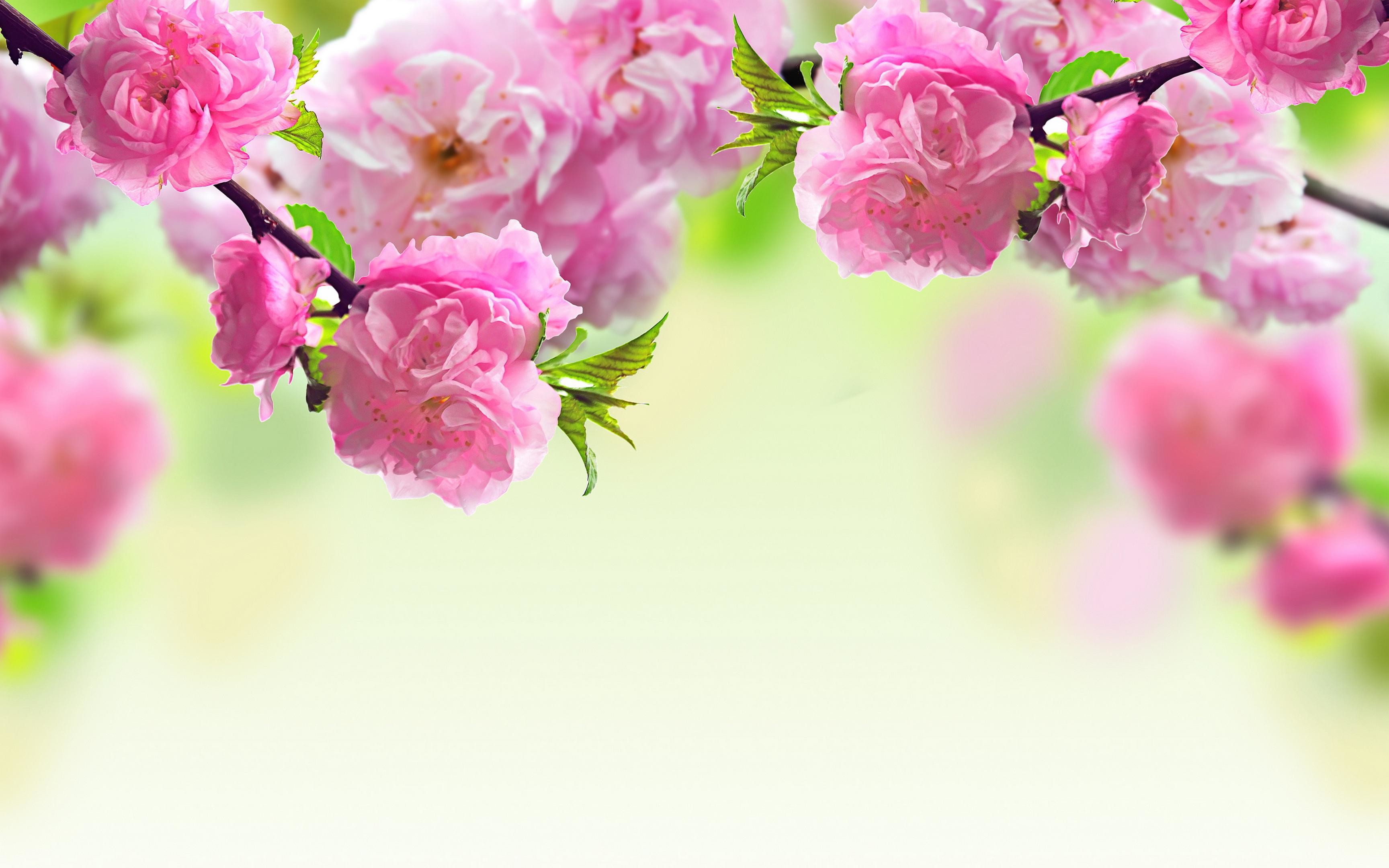 Fiori di pesco, Fiori rosa, Rami fioriti, Sfondo chiaro, 2K, wallpaper per computer