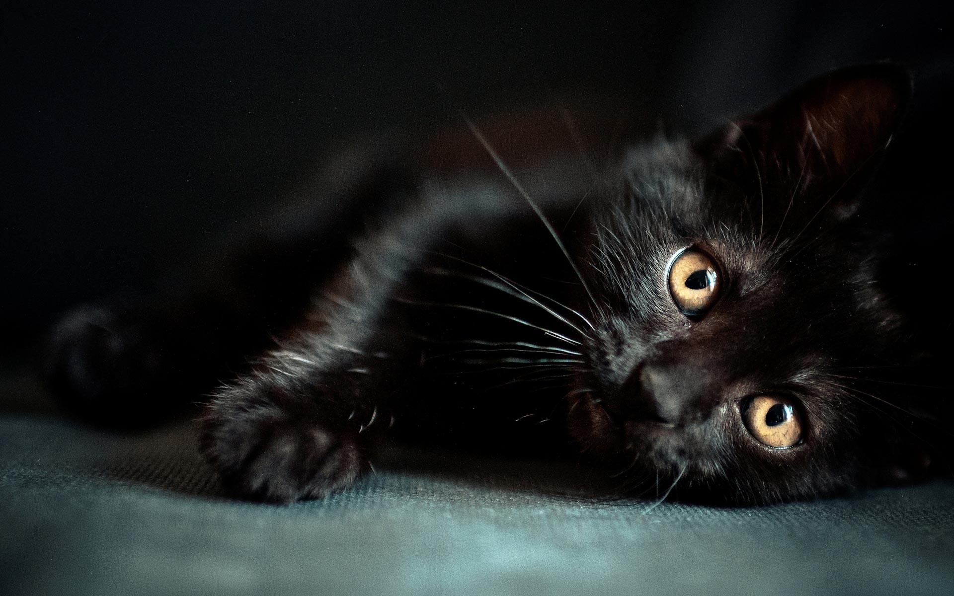 Gatto nero, Occhi gialli, Sdraiato, Sfondo scuro, 16:10 Full HD, wallpaper widescreen