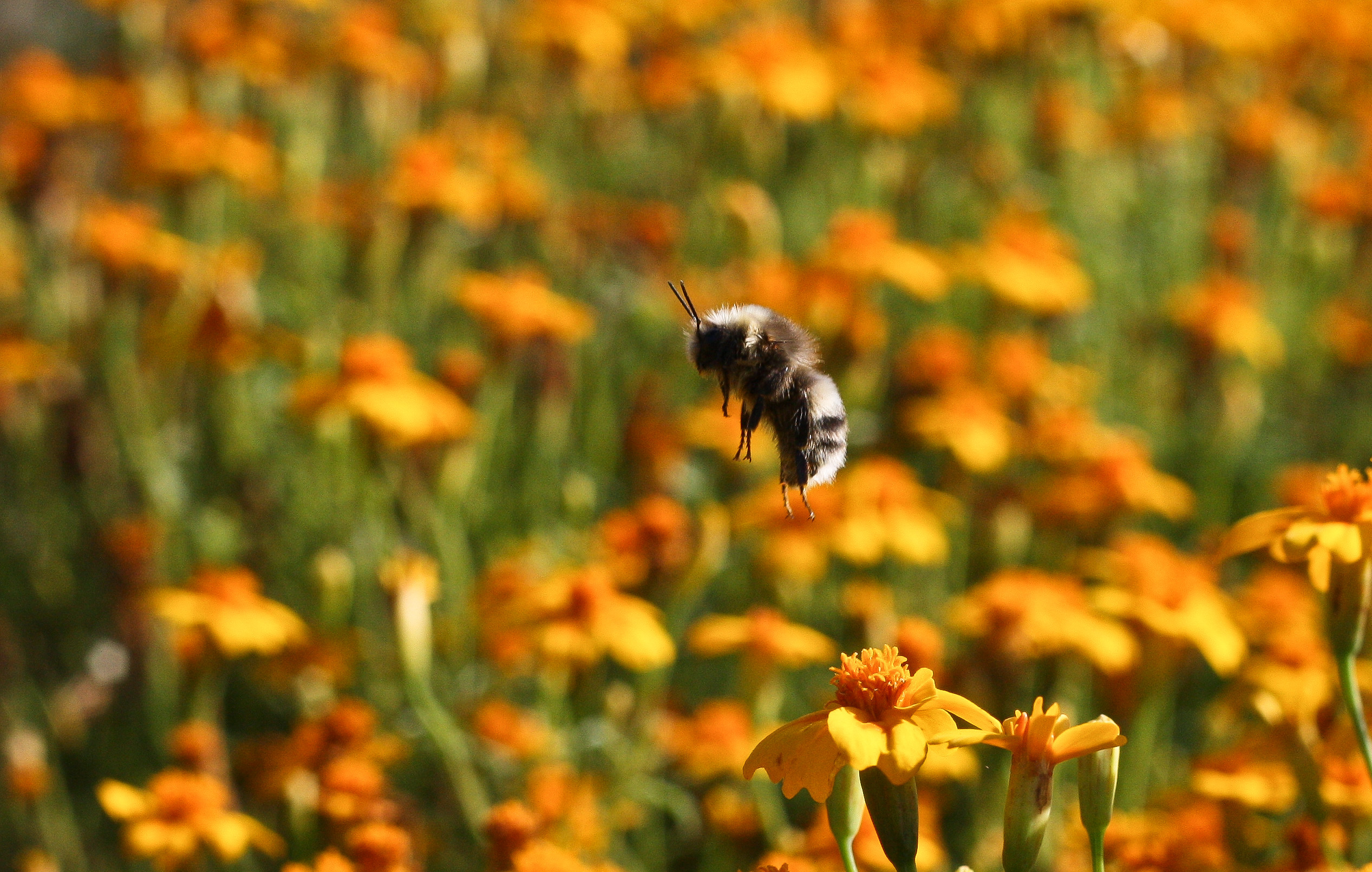 Calendule, Bombo, Prato fiorito, Arancione, Full HD, sfondo per PC