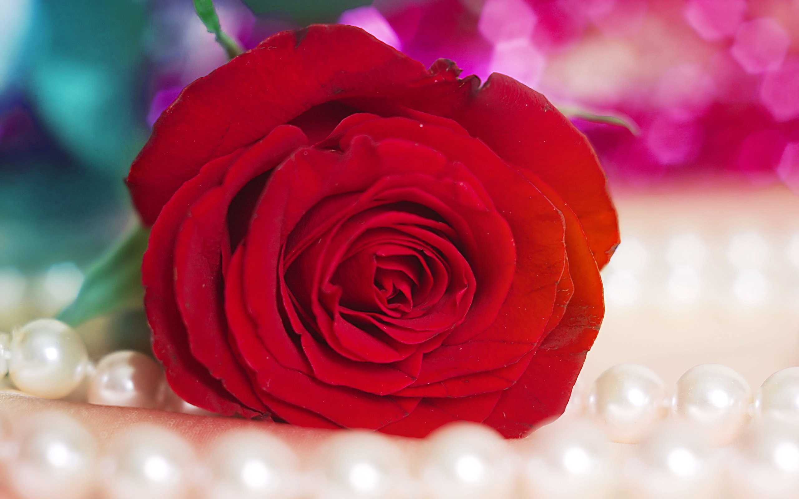 Rosa rossa, Perle, Collana di perle, Romantico, Sfondo rosa, 2K, wallpaper desktop