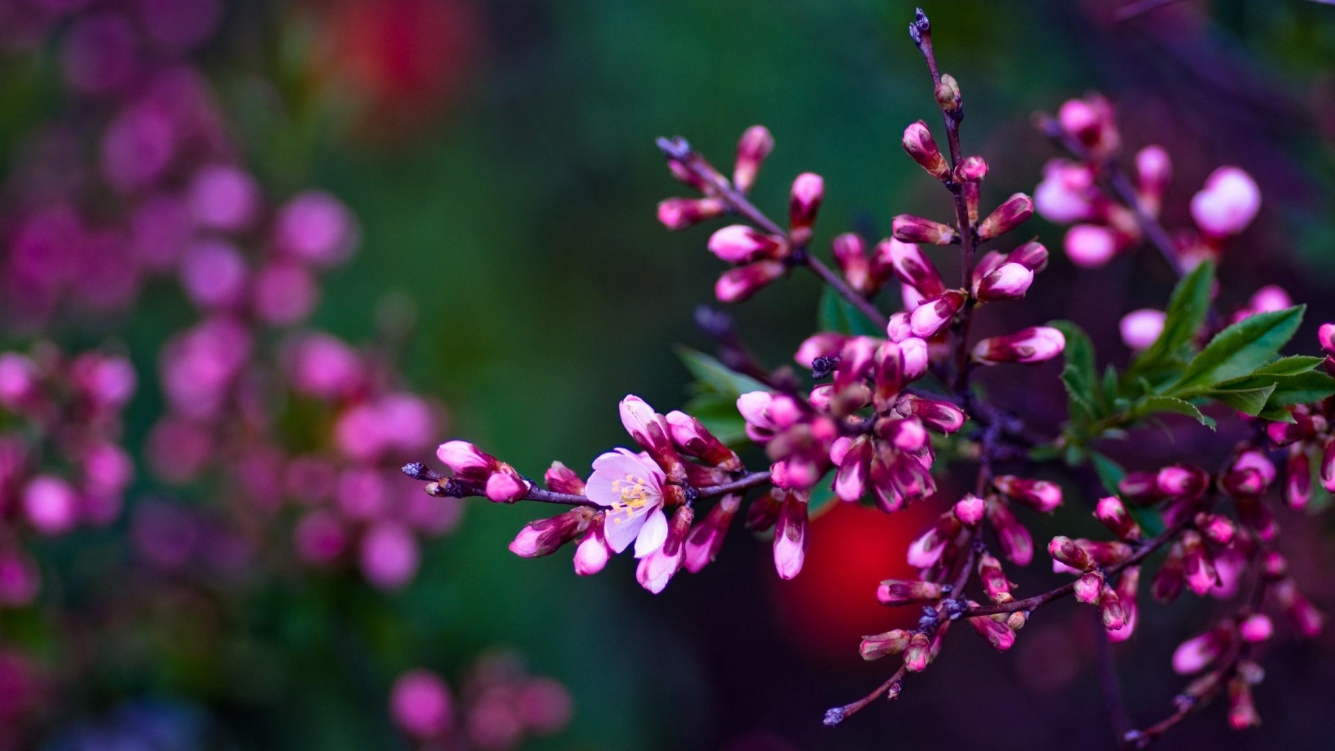 Fiori rosa, Ramo fiorito, Bokeh, Toni scuri, Primavera, Full HD, sfondo per portatile