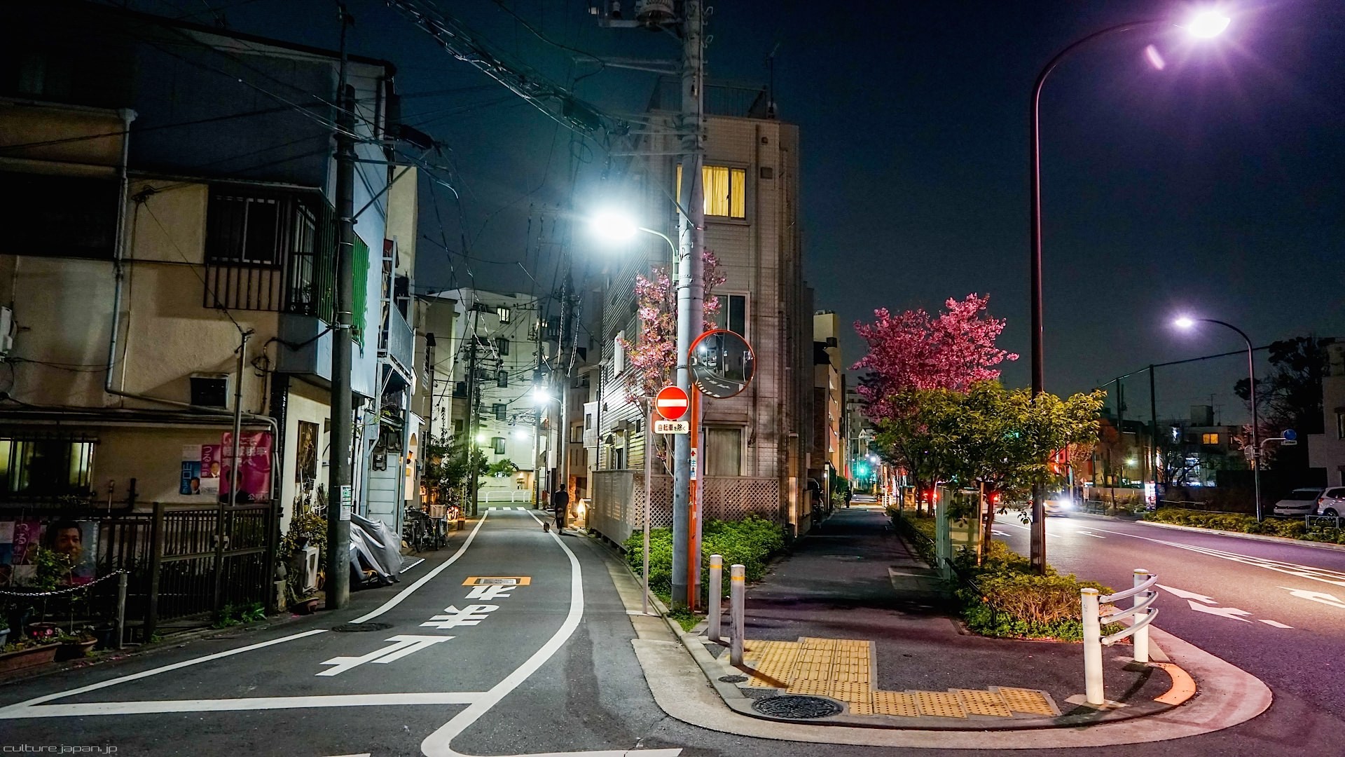 Giappone, Strada di città, Notte, Lampioni, Sakura, Full HD, sfondo desktop