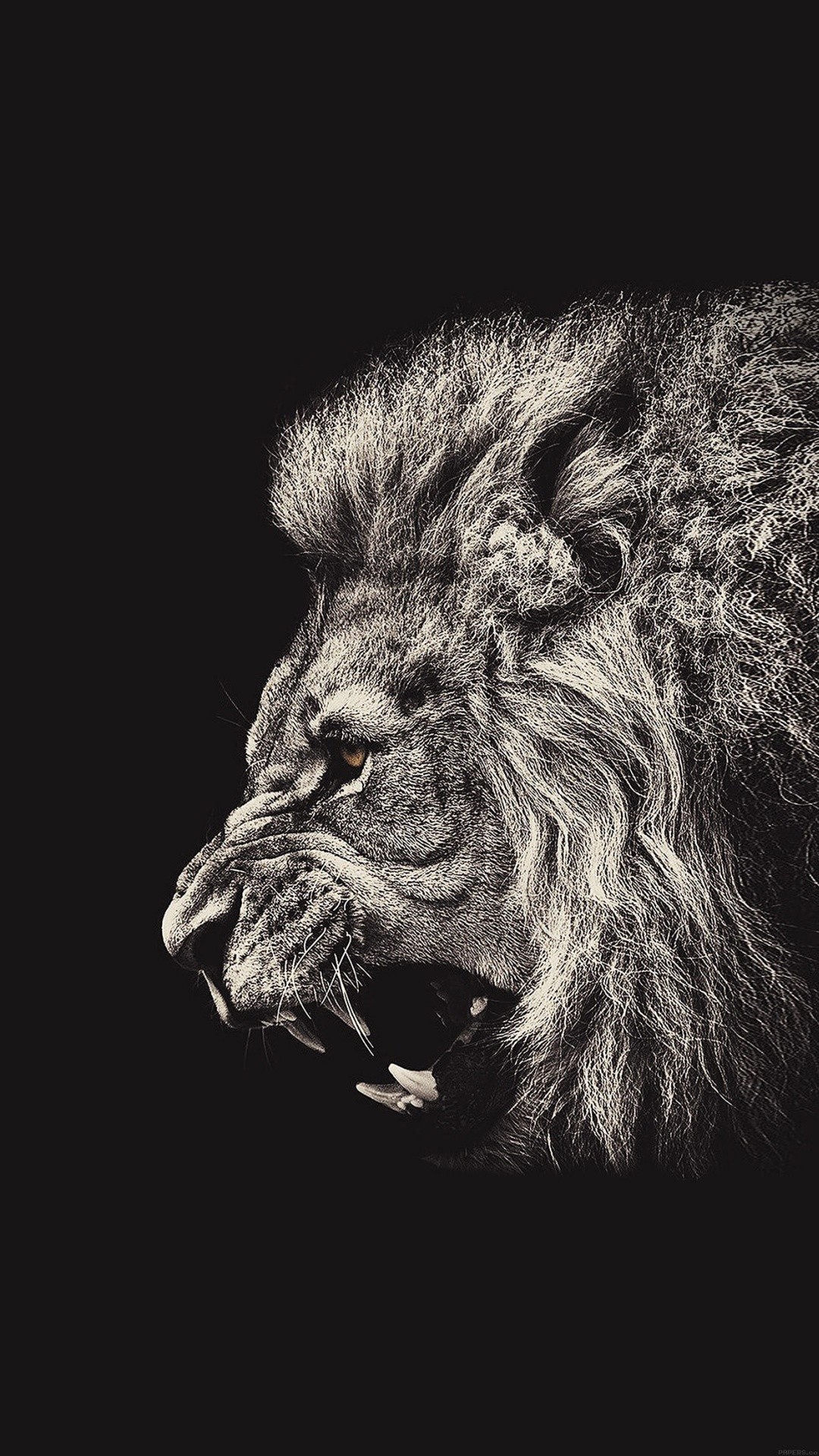 Leone, Ruggito, Sfondo grigio, schermata di blocco iPhone 6S