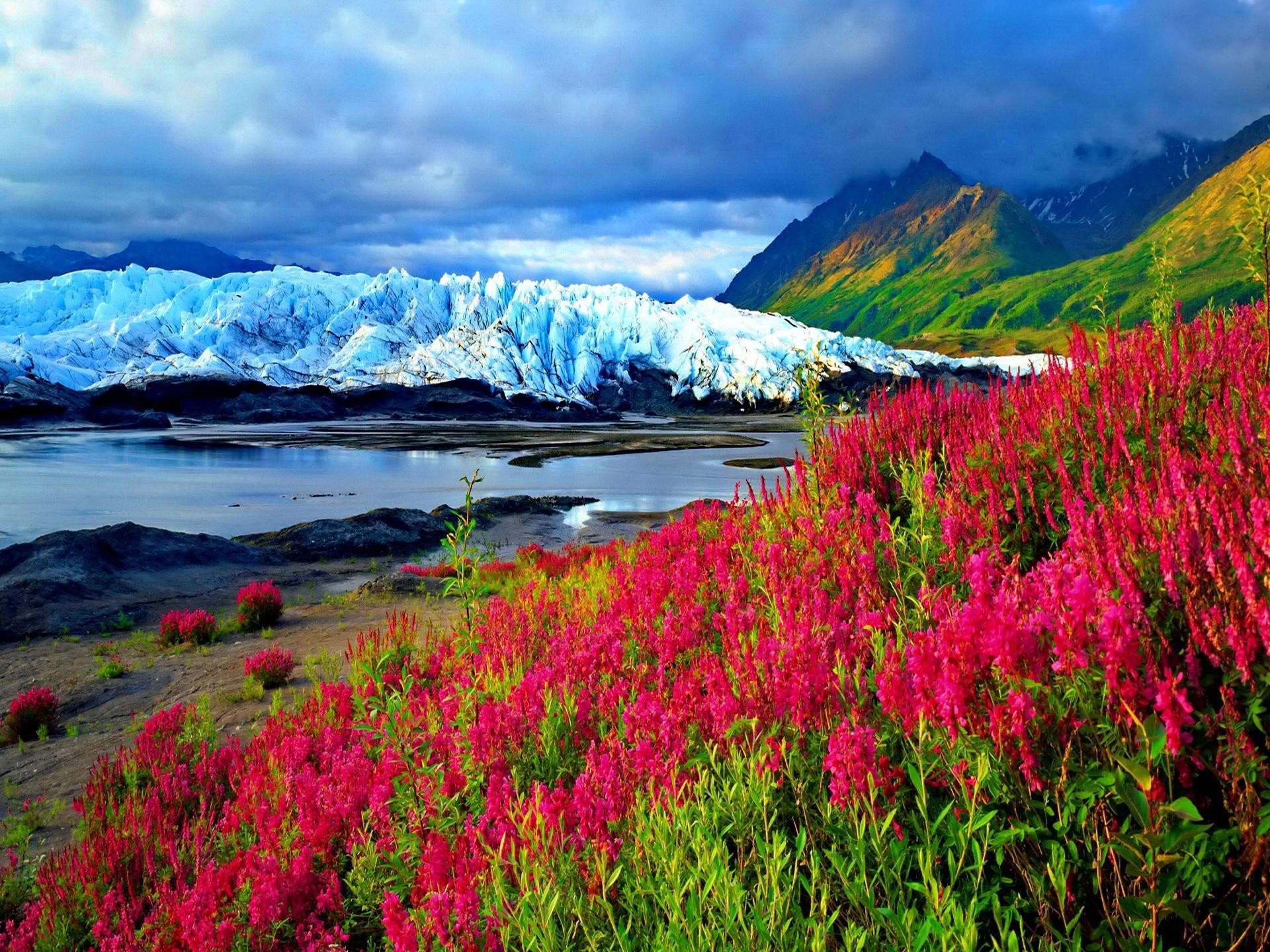 Ghiacciaio Matanuska, Alaska, Epilobio, Fiori rossi, Full HD, schermata di blocco iPad