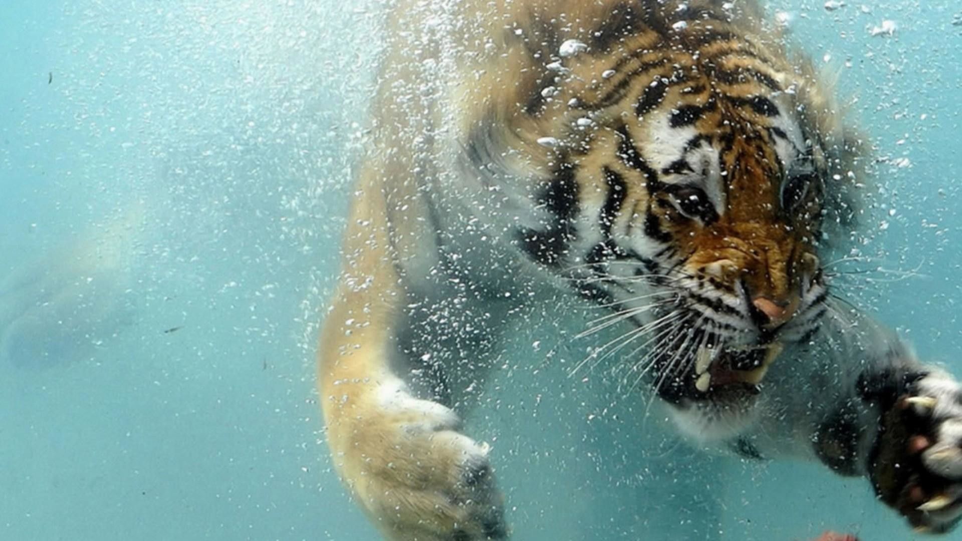 Tigre, Sott'acqua, Nuoto, Bolle, Full HD, sfondo per PC