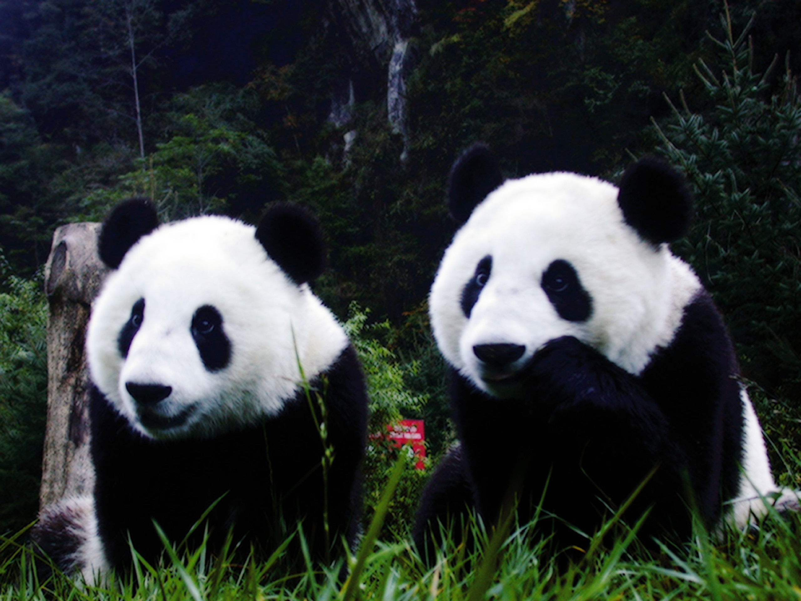 Panda giganti, Coppia, Prato, 2K, schermata di blocco iPad
