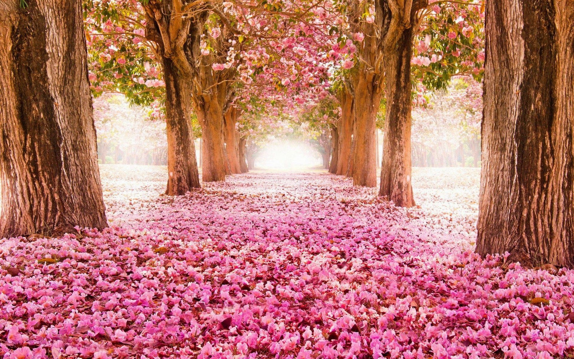 Viale alberato, Petali caduti, Tappeto rosa, Luce, 1920x1200, immagine di sfondo