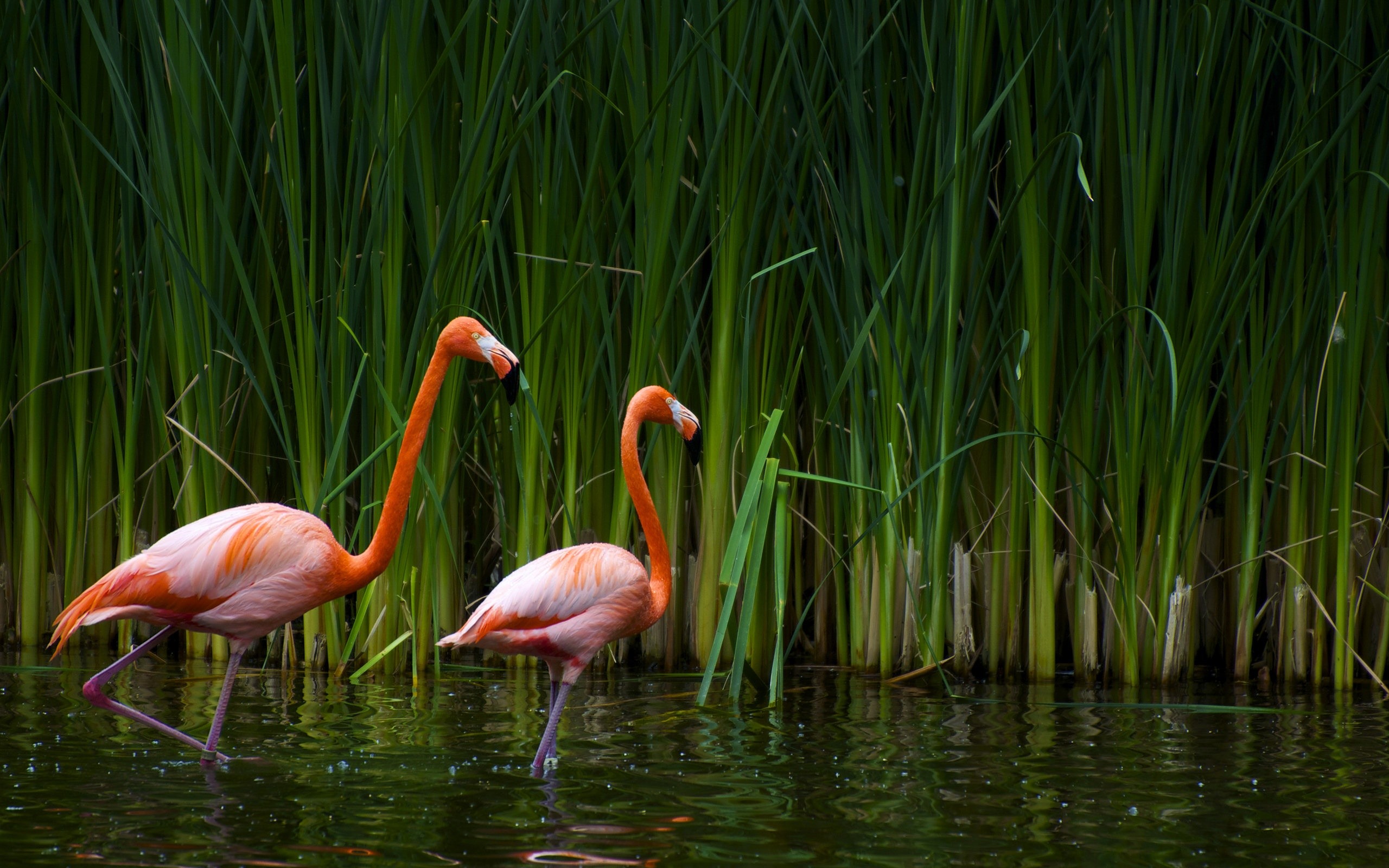Fenicotteri, Canneto, Stagno, Erba alta, 2560x1600, sfondo MacBook Pro