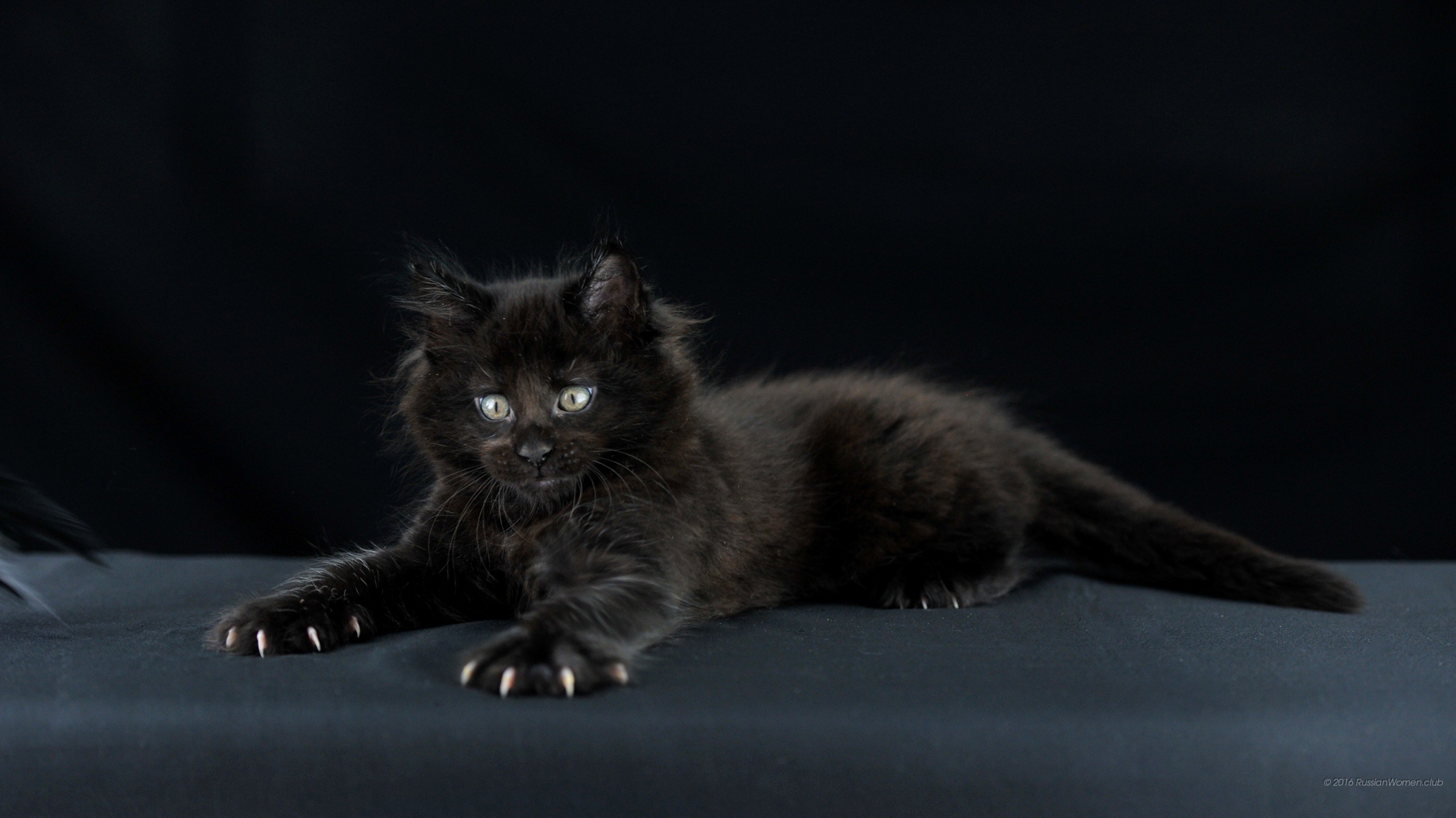 Gattino nero, Sfondo scuro, Sdraiato, 16:9 2K, wallpaper widescreen