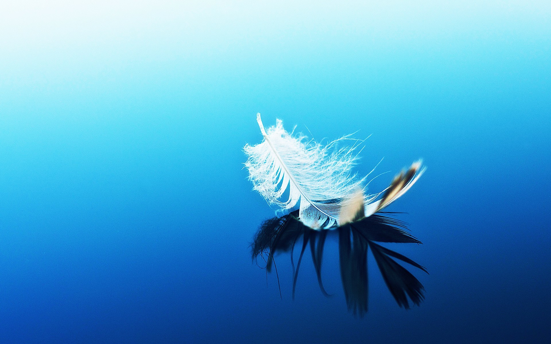 Piuma, Acqua blu, Riflesso, Minimalismo, Full HD, wallpaper per computer