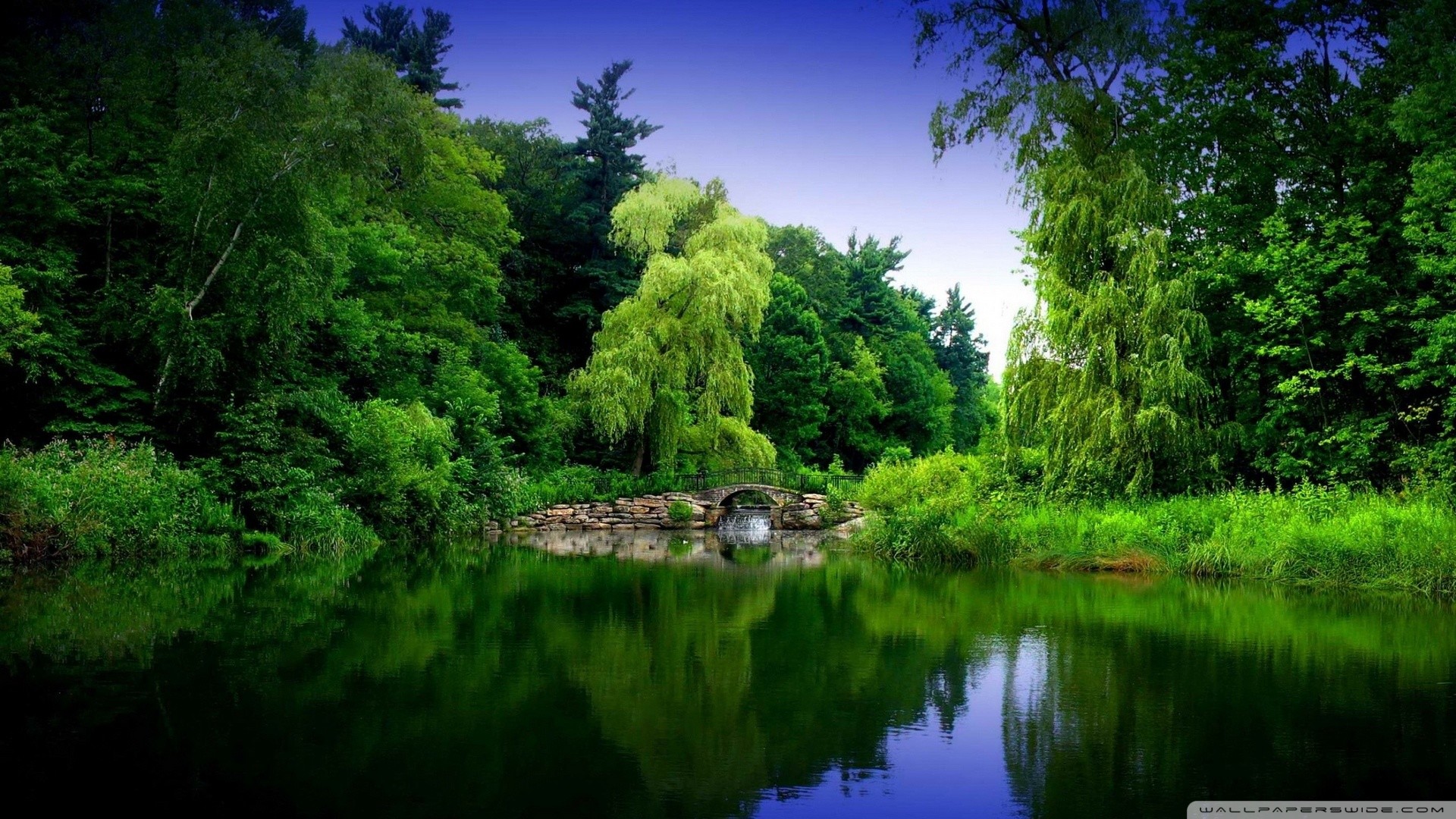 Laghetto, Salici piangenti, Parco, Verde, 1920x1080, sfondo per PC