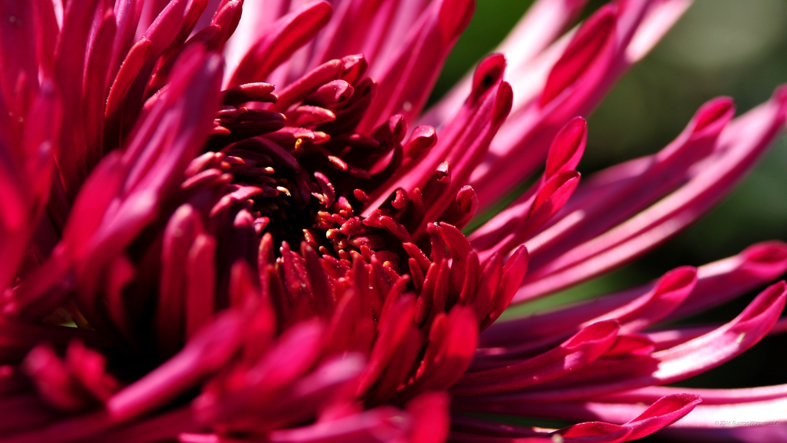 Crisantemo rosso, Fiore, Macro, 16:9 2K, sfondo widescreen