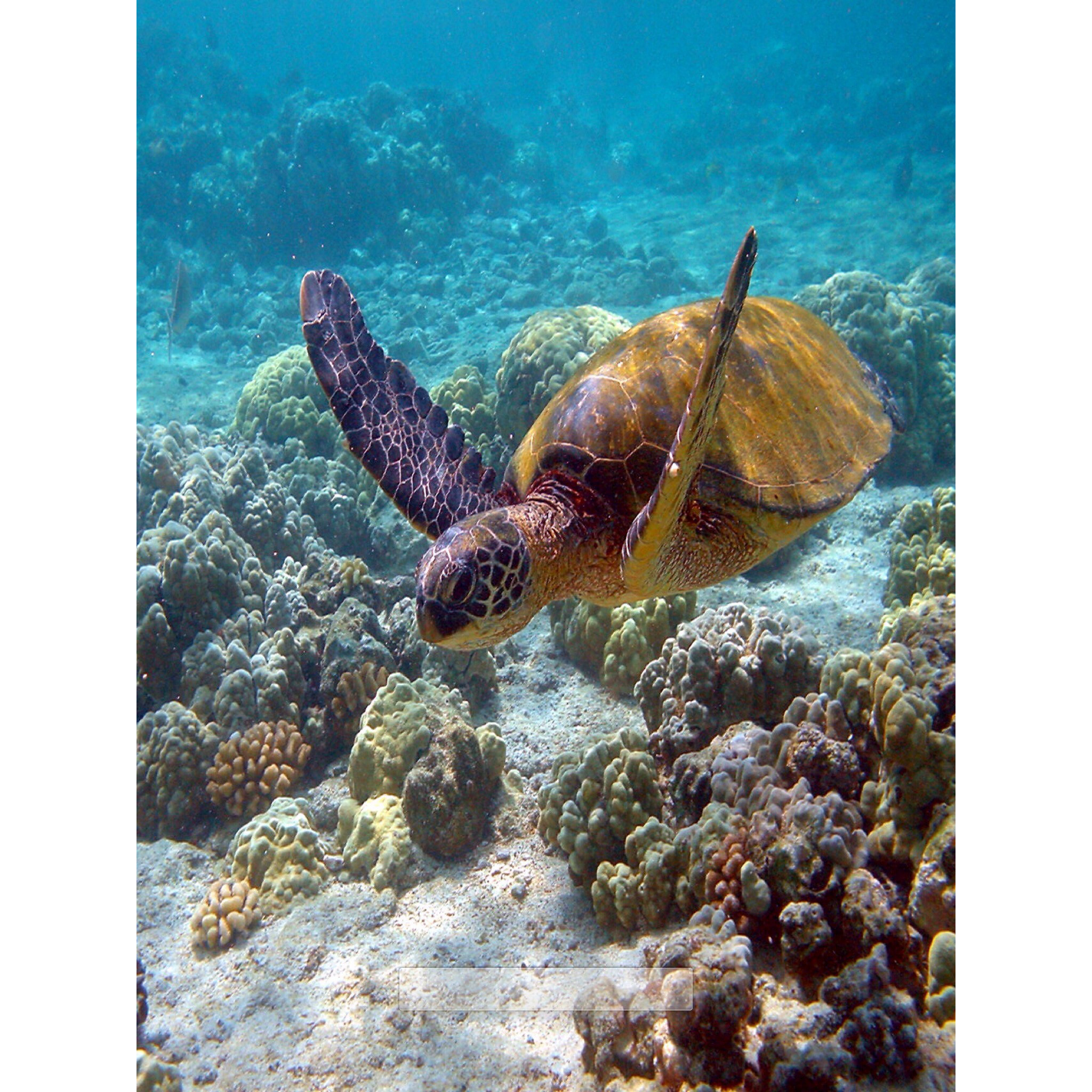 Tartaruga marina, Barriera corallina, Sott'acqua, Coralli, Full HD, schermata di blocco iPad