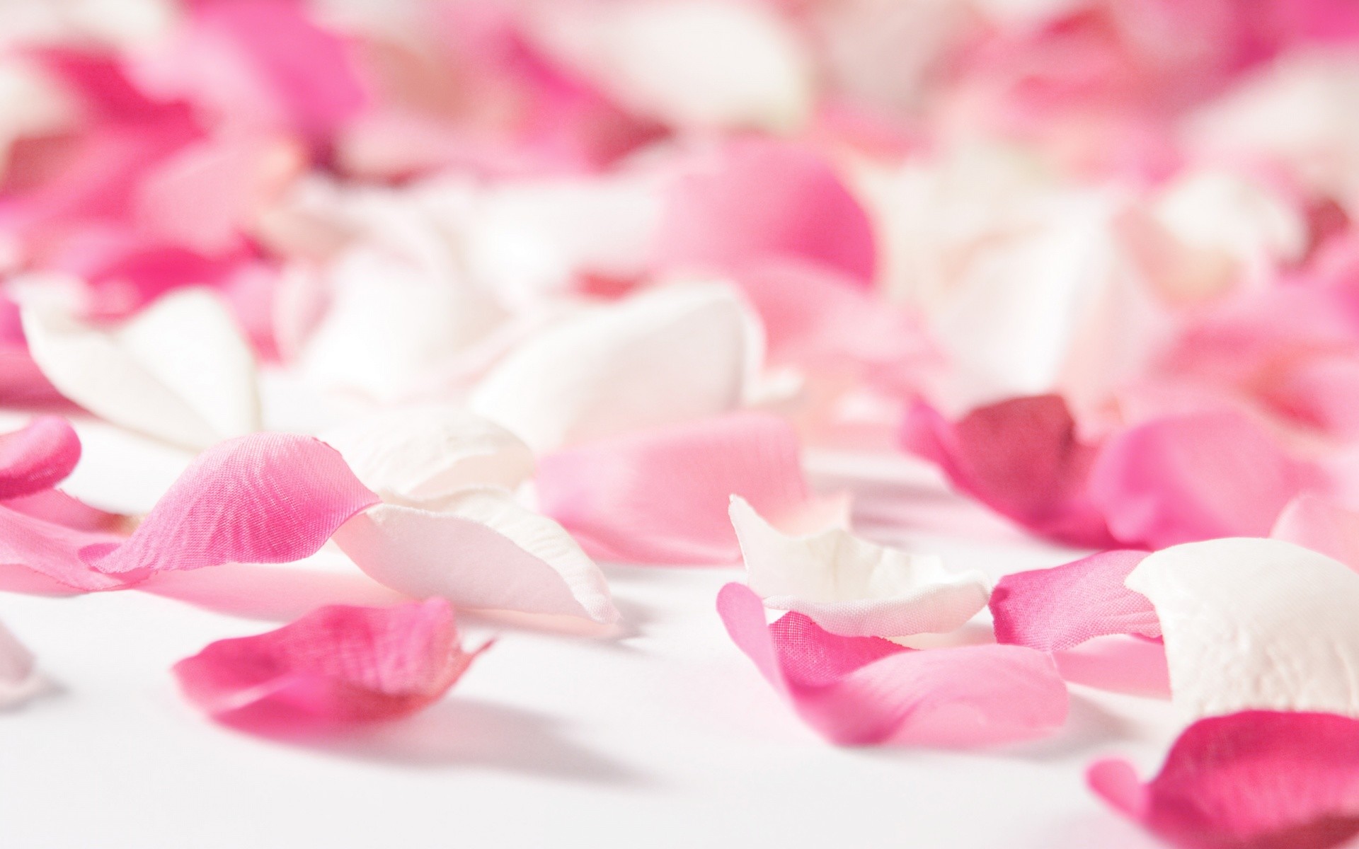 Petali di rosa, Rosa pastello, Sfondo bianco, 1920x1200, wallpaper desktop