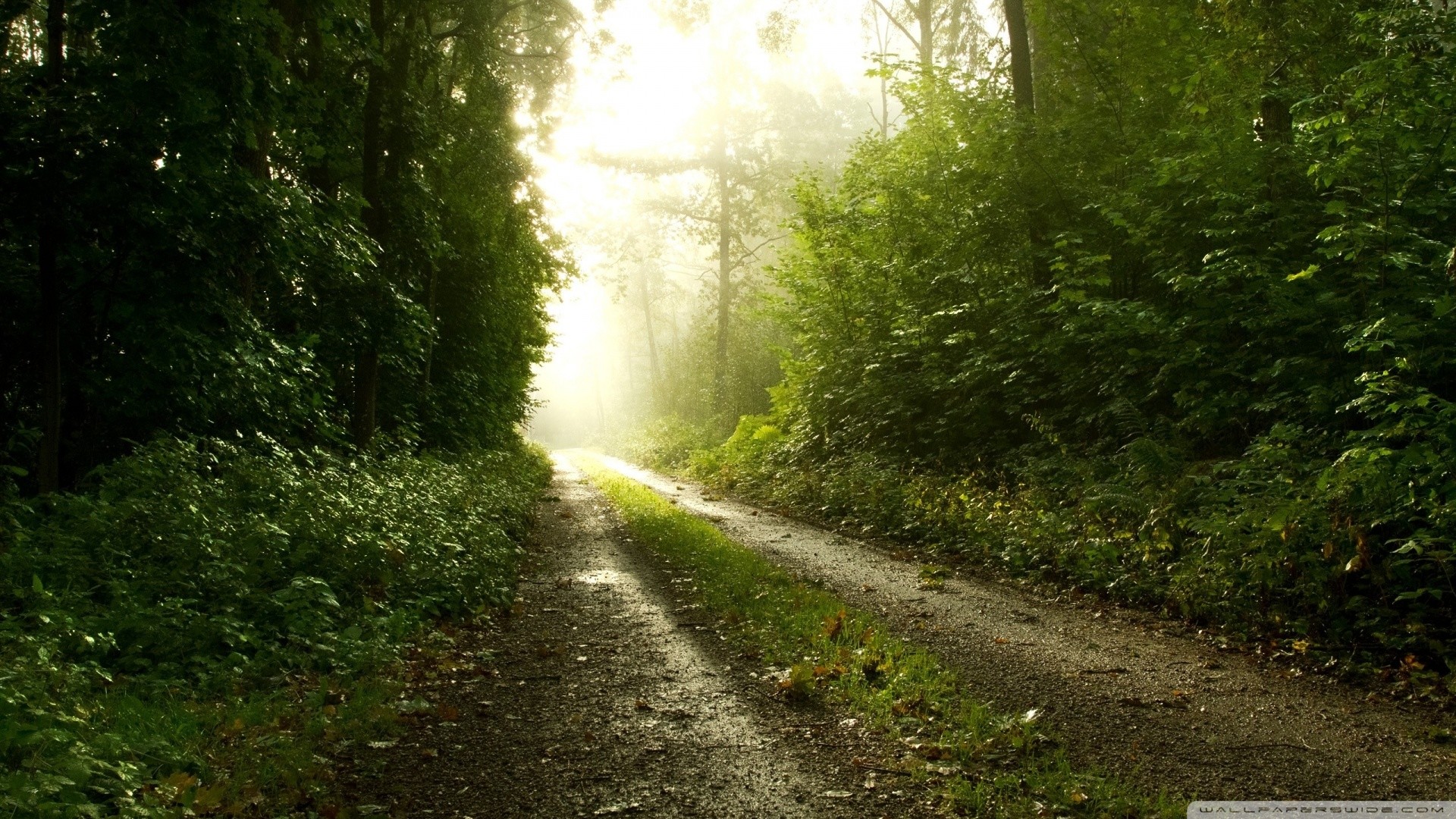 Pioggia, Sentiero, Bosco, Luce, Full HD, sfondo per portatile
