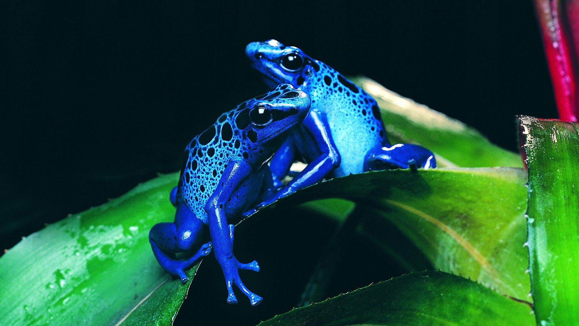 Rana freccia blu, Dendrobates azureus, Foglia, Anfibio, sfondo per tablet