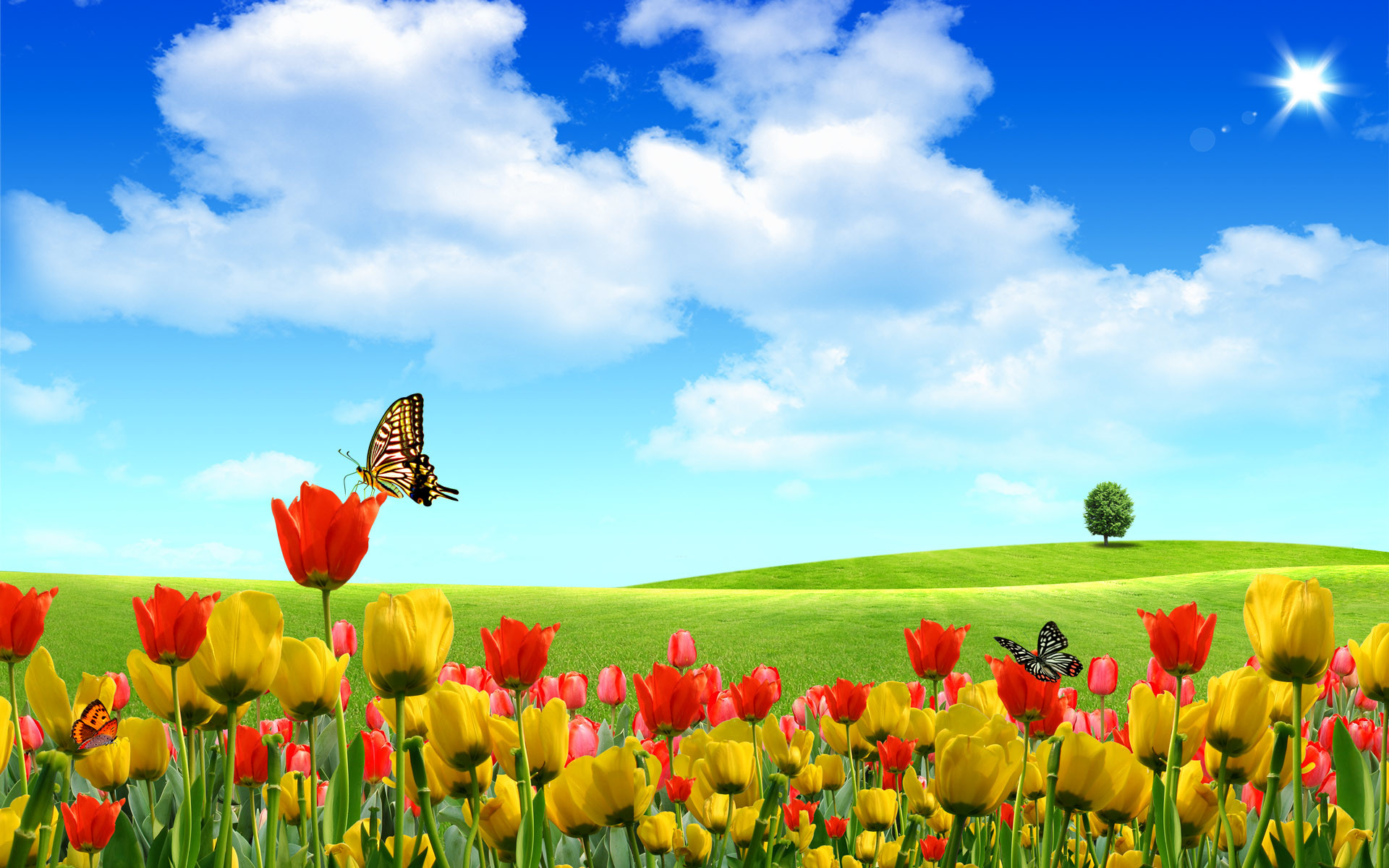 Farfalle, Tulipani, Prato, Cielo azzurro, 1920x1200, sfondo per PC
