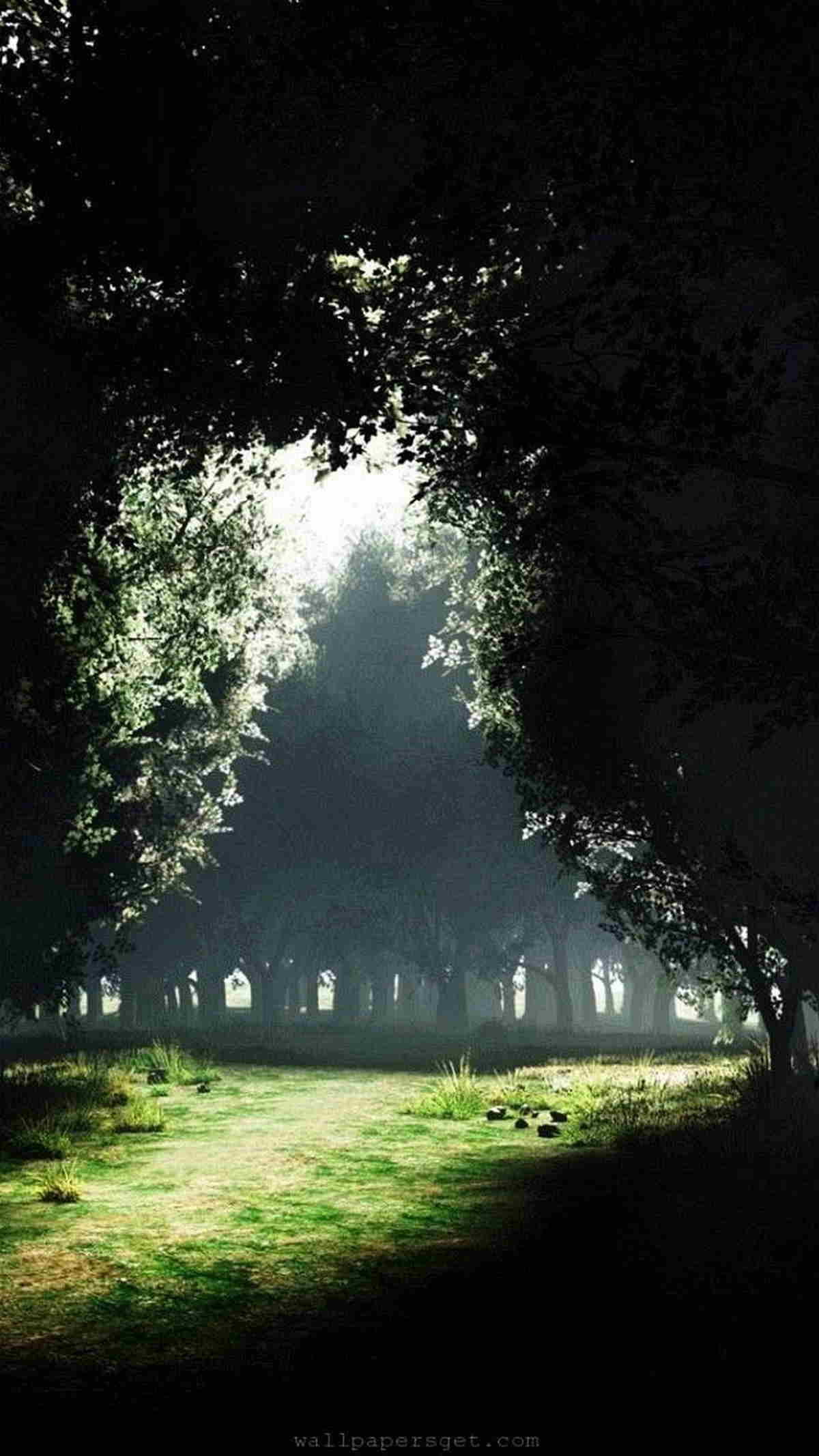 Sentiero nel bosco, Alberi, Nebbia, wallpaper per iPhone e Android