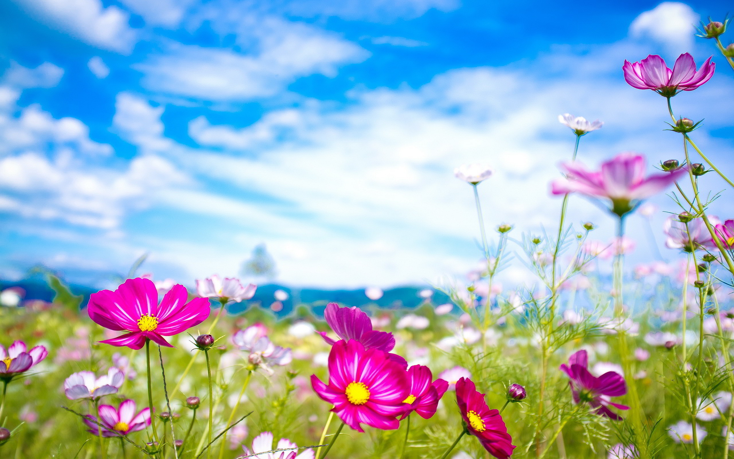 Cosmos, Prato fiorito, Cielo azzurro, 2560x1600, sfondo per PC