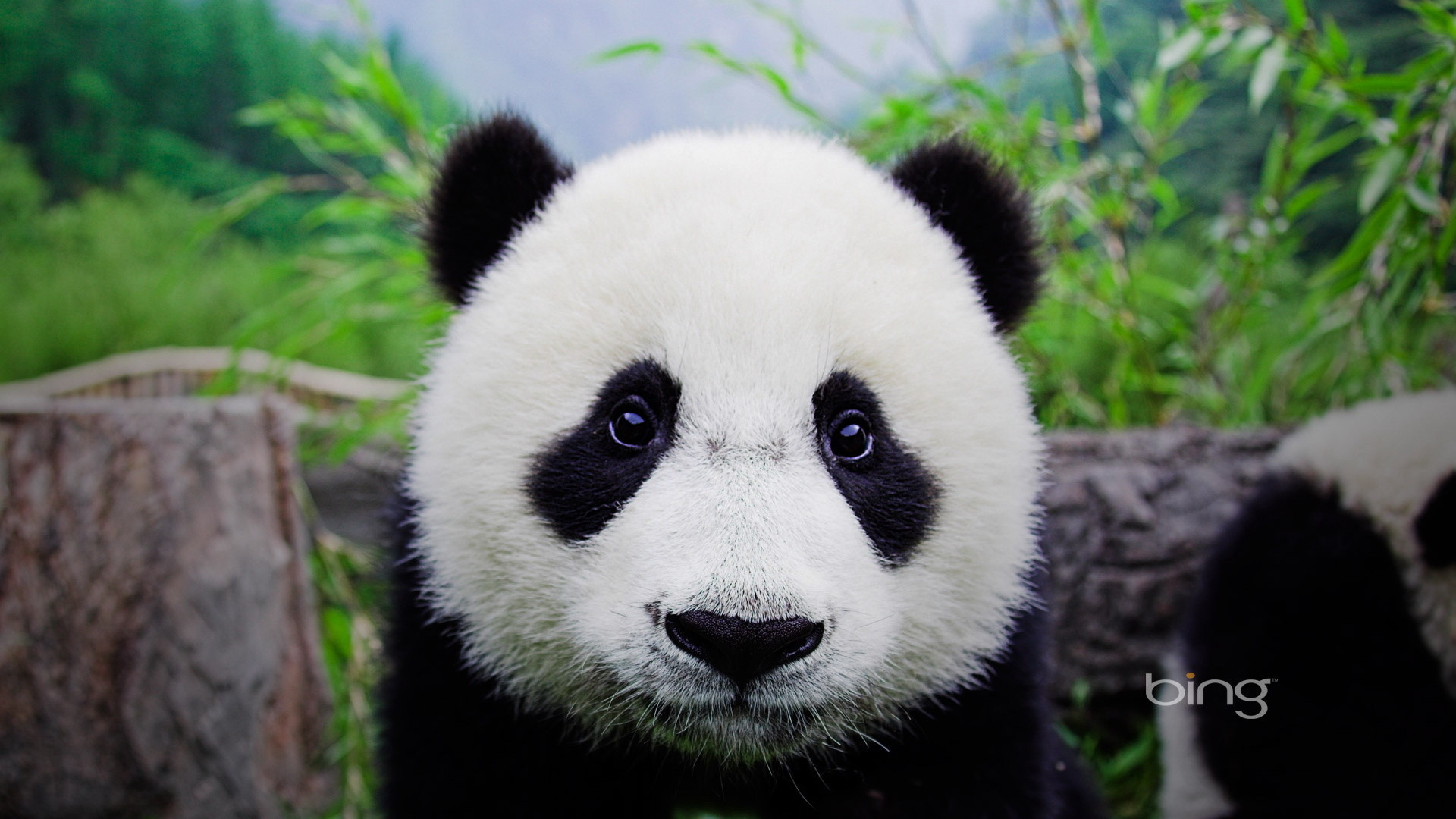 Panda gigante, Ritratto, Primo piano, 16:9 Full HD, wallpaper widescreen
