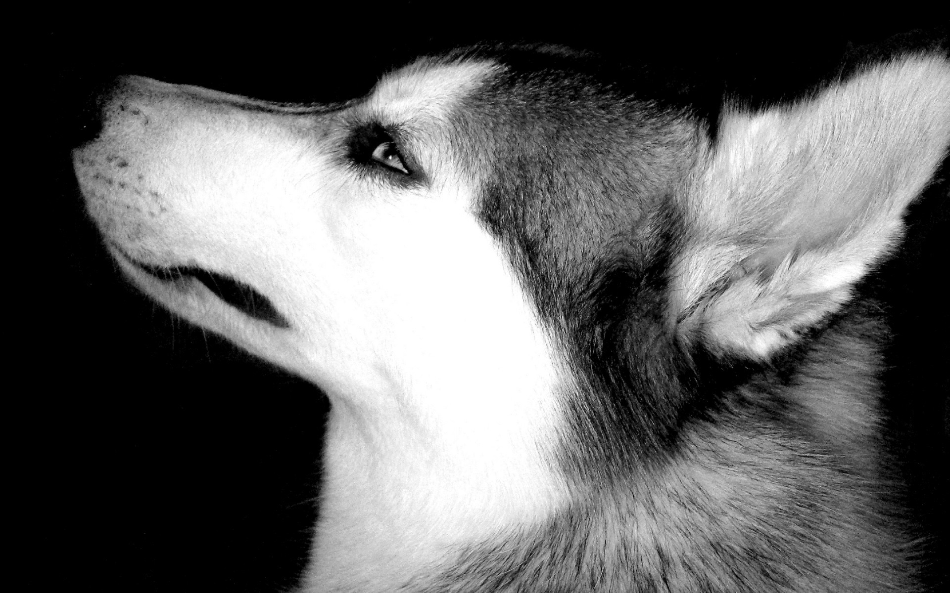 Husky, Profilo, Bianco e nero, 16:10 Full HD, sfondo widescreen