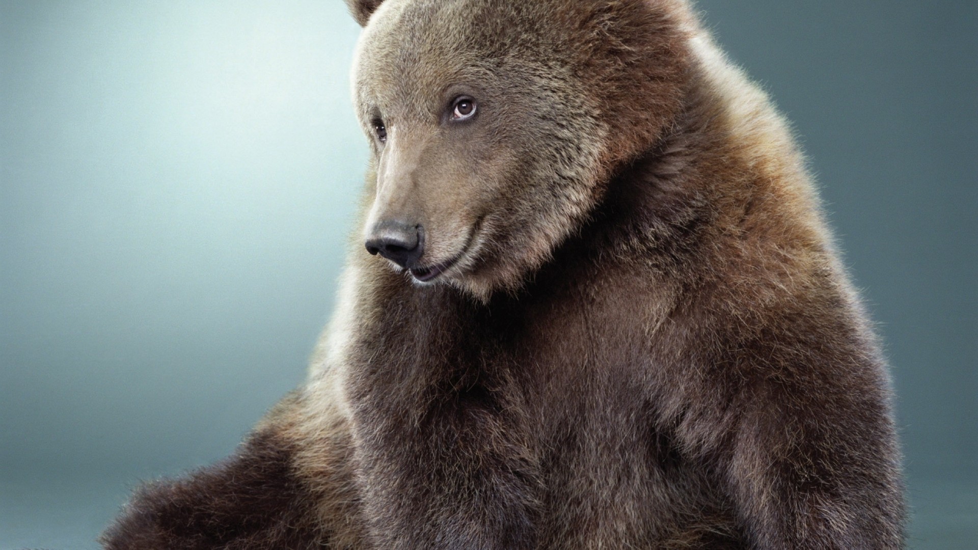 Orso bruno, Ritratto, Sfondo azzurro, 1920x1080, wallpaper desktop