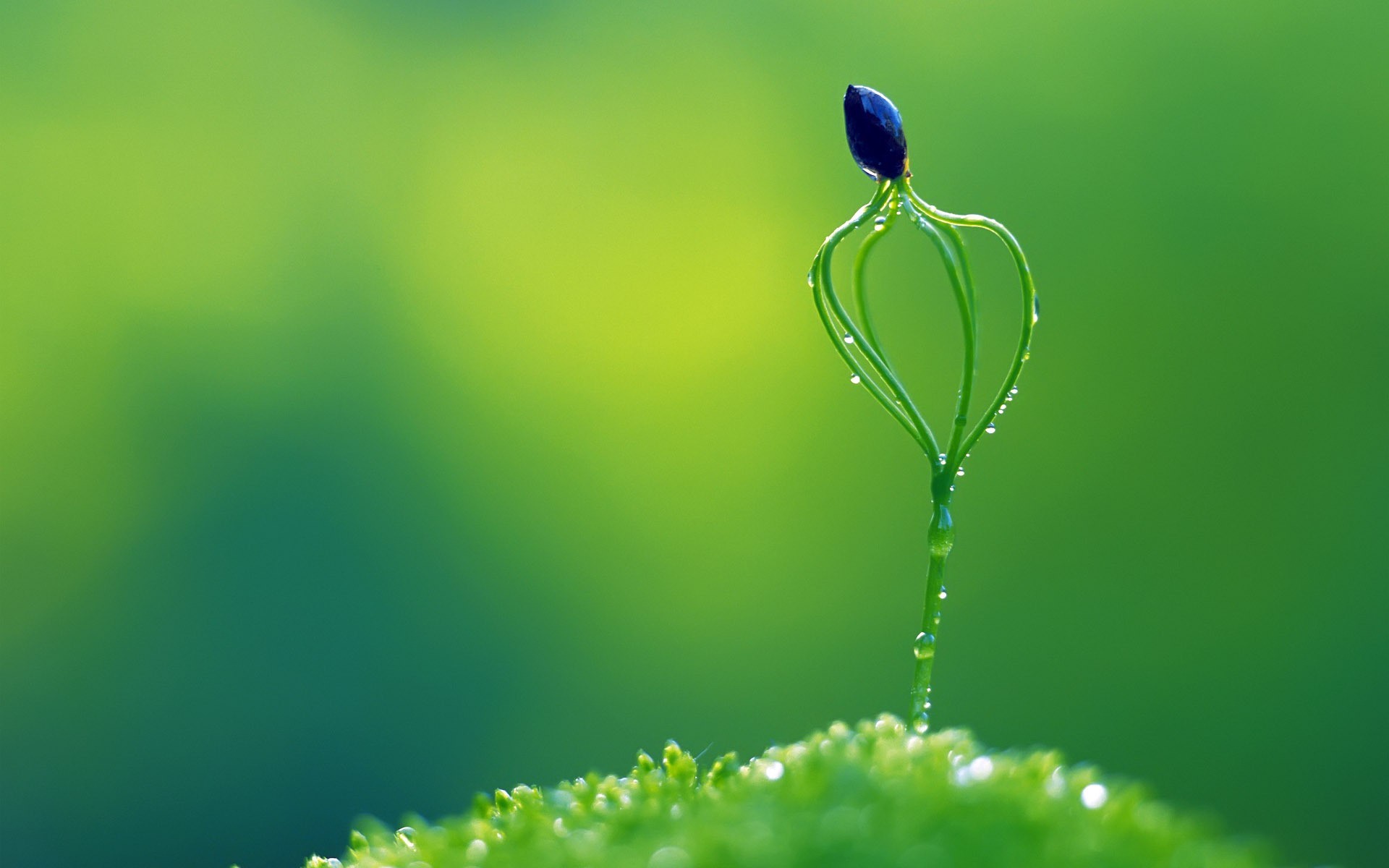 Germoglio, Macro, Gocce d'acqua, Verde, Full HD, sfondo per portatile