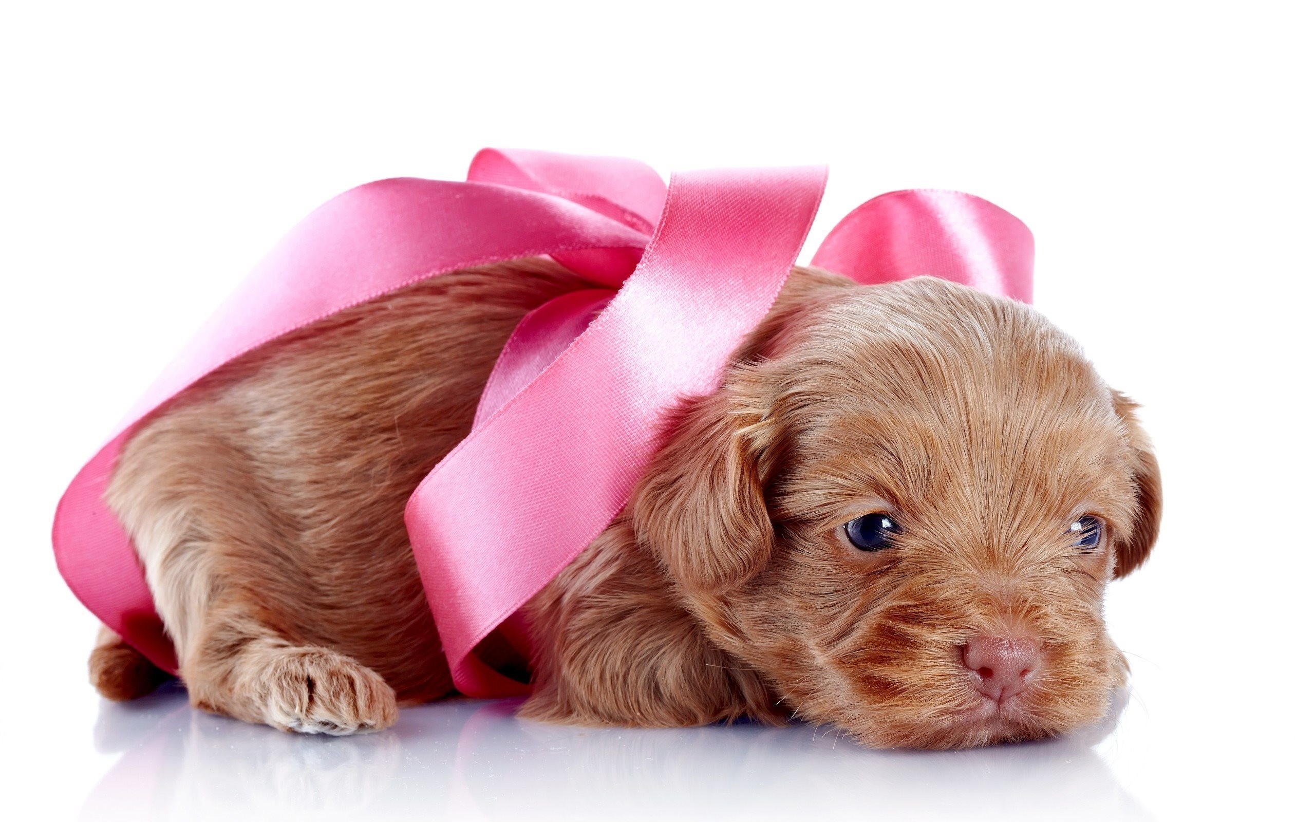 Cucciolo, Fiocco rosa, Cane, Animali teneri, 2K, sfondo Windows 11