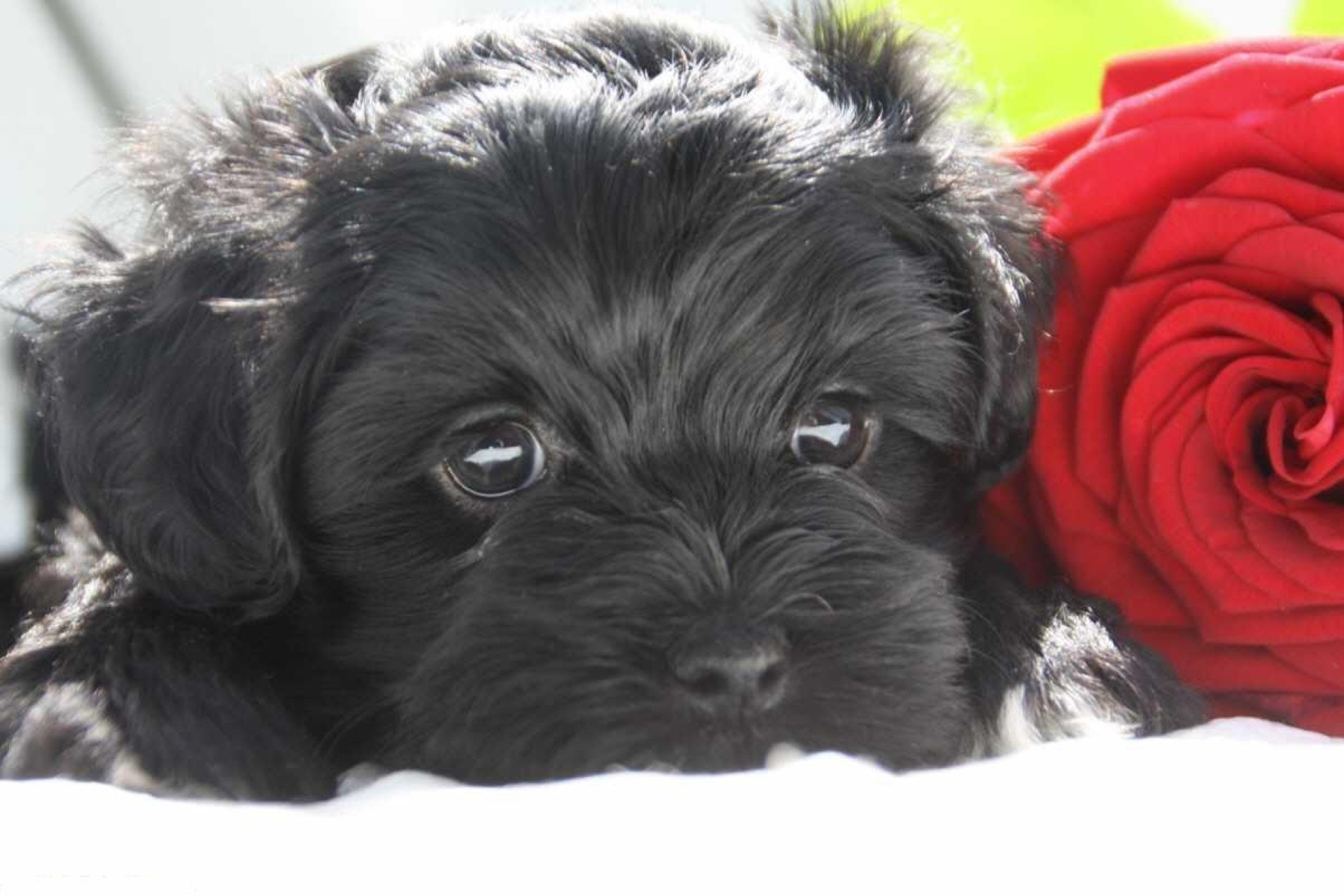 Cucciolo nero, Rosa rossa, Ritratto, Full HD, sfondo Windows 11