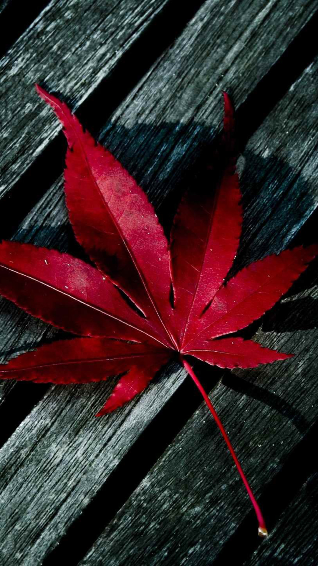 Foglia d'acero, Rosso, Legno, Autunno, sfondo per iPhone 4K